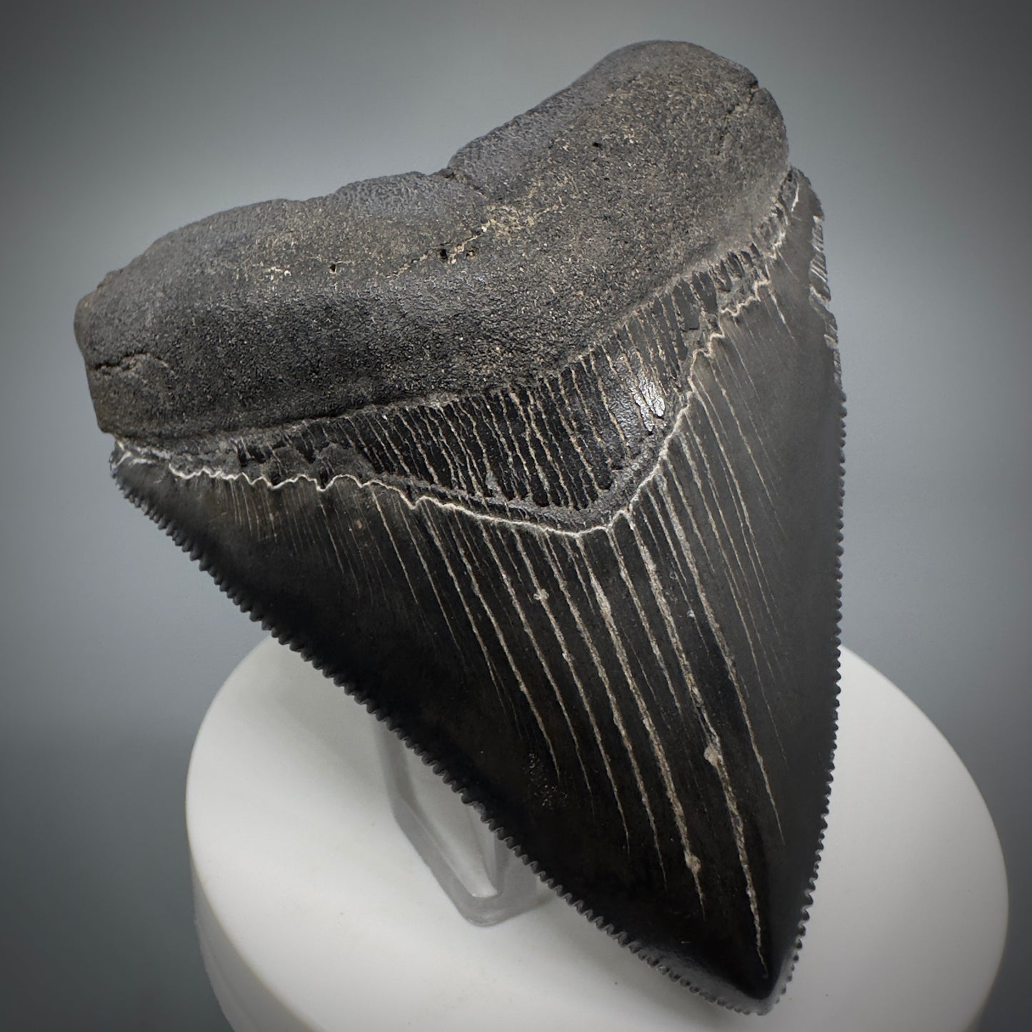 Dark Grey, sharply serrated 3.14" Fossil Megalodon Shark Tooth from South Carolina CM5274 - Front Left