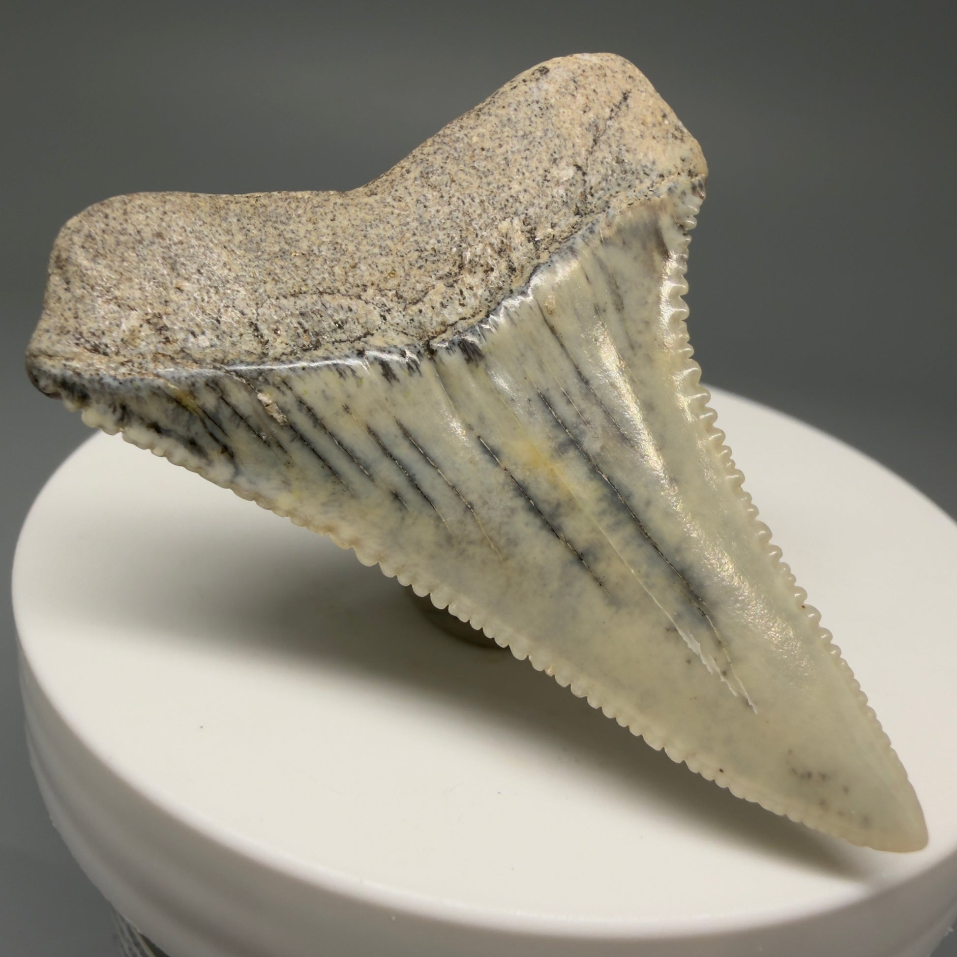 Back Left View Collector's Quality, colorful 1.92" long Fossil Great White Tooth from the deserts of Peru GW1265 