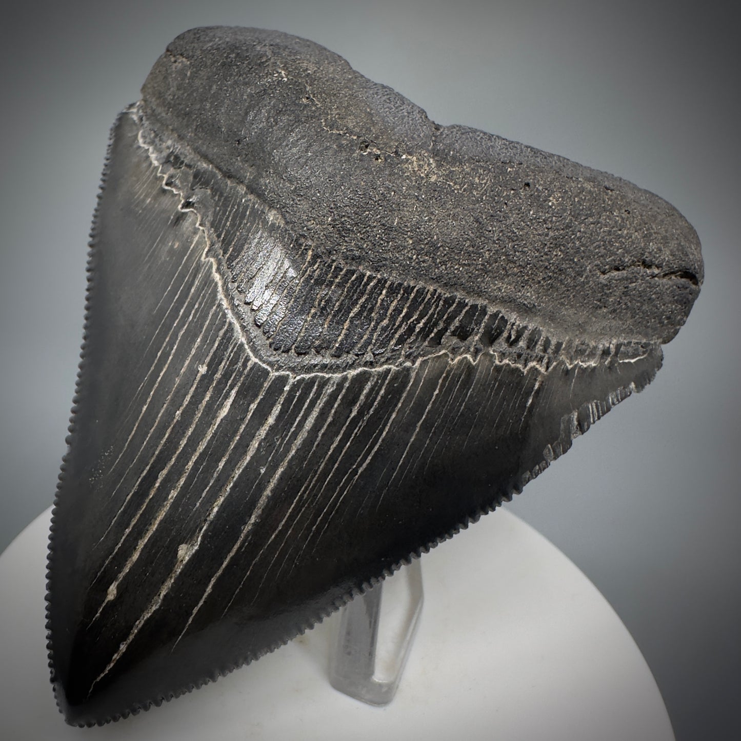 Dark Grey, sharply serrated 3.14" Fossil Megalodon Shark Tooth from South Carolina CM5274 - Front Right