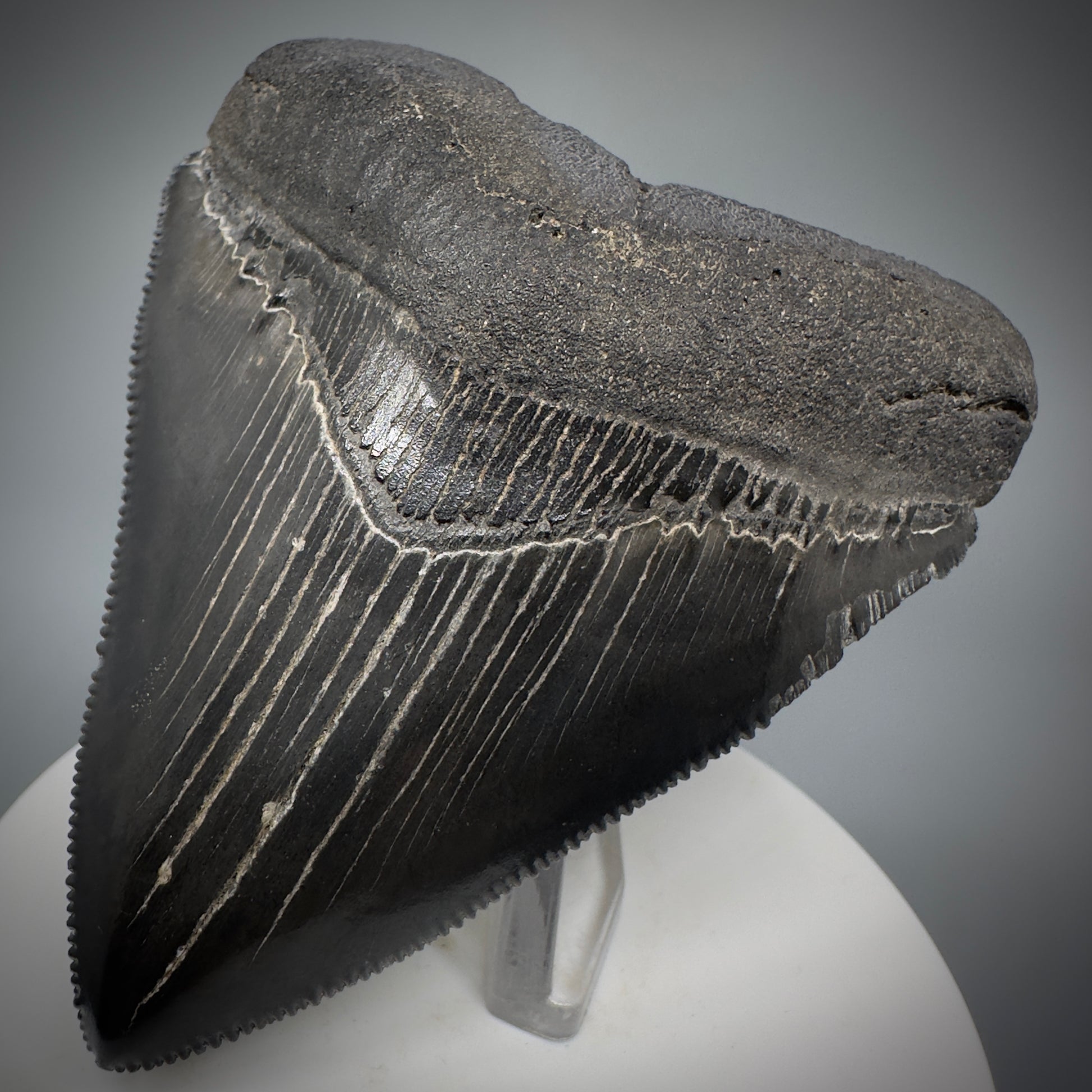 Dark Grey, sharply serrated 3.14" Fossil Megalodon Shark Tooth from South Carolina CM5274 - Front Right