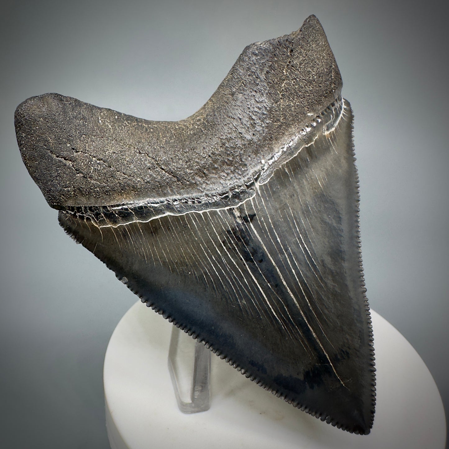 Dark Grey, sharply serrated 3.14" Fossil Megalodon Shark Tooth from South Carolina CM5274 - Back Left