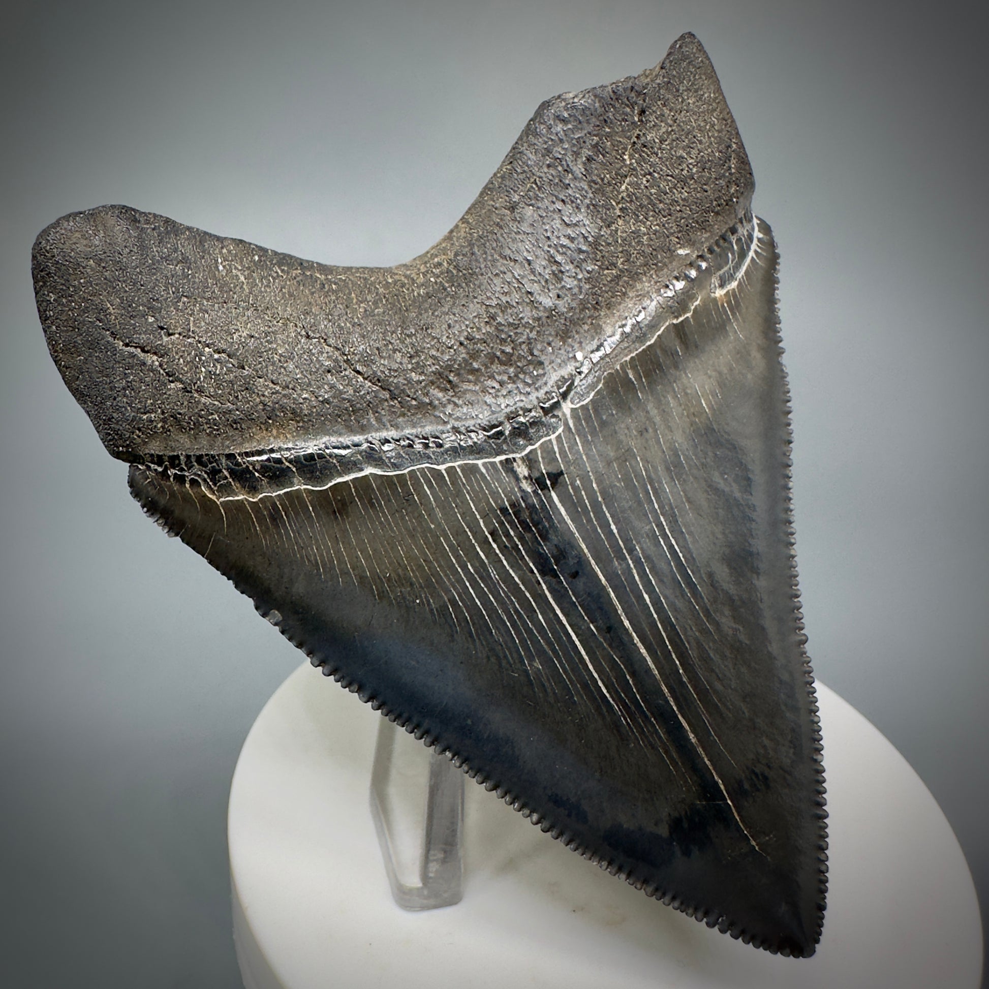 Dark Grey, sharply serrated 3.14" Fossil Megalodon Shark Tooth from South Carolina CM5274 - Back Left