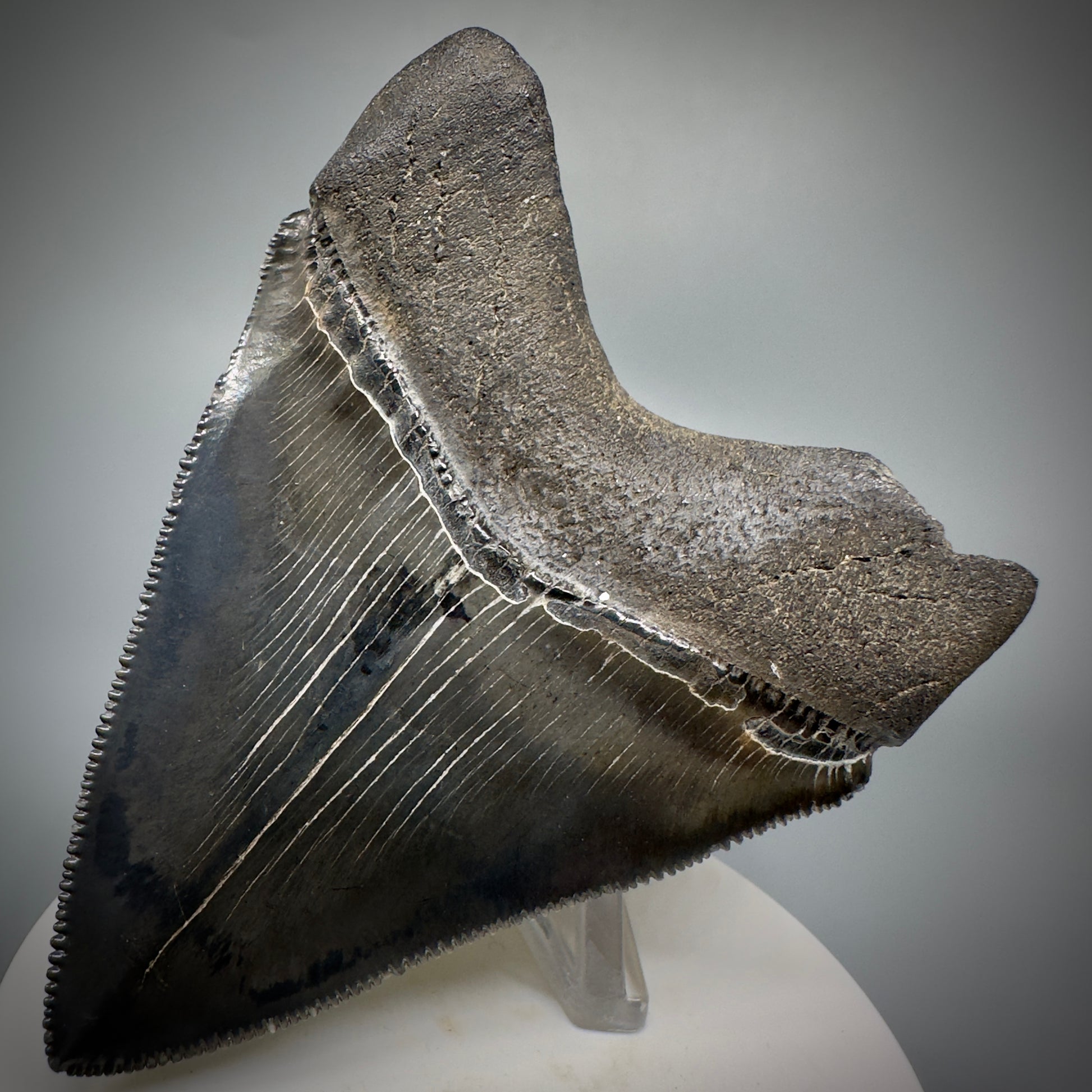 Dark Grey, sharply serrated 3.14" Fossil Megalodon Shark Tooth from South Carolina CM5274 - Back Right