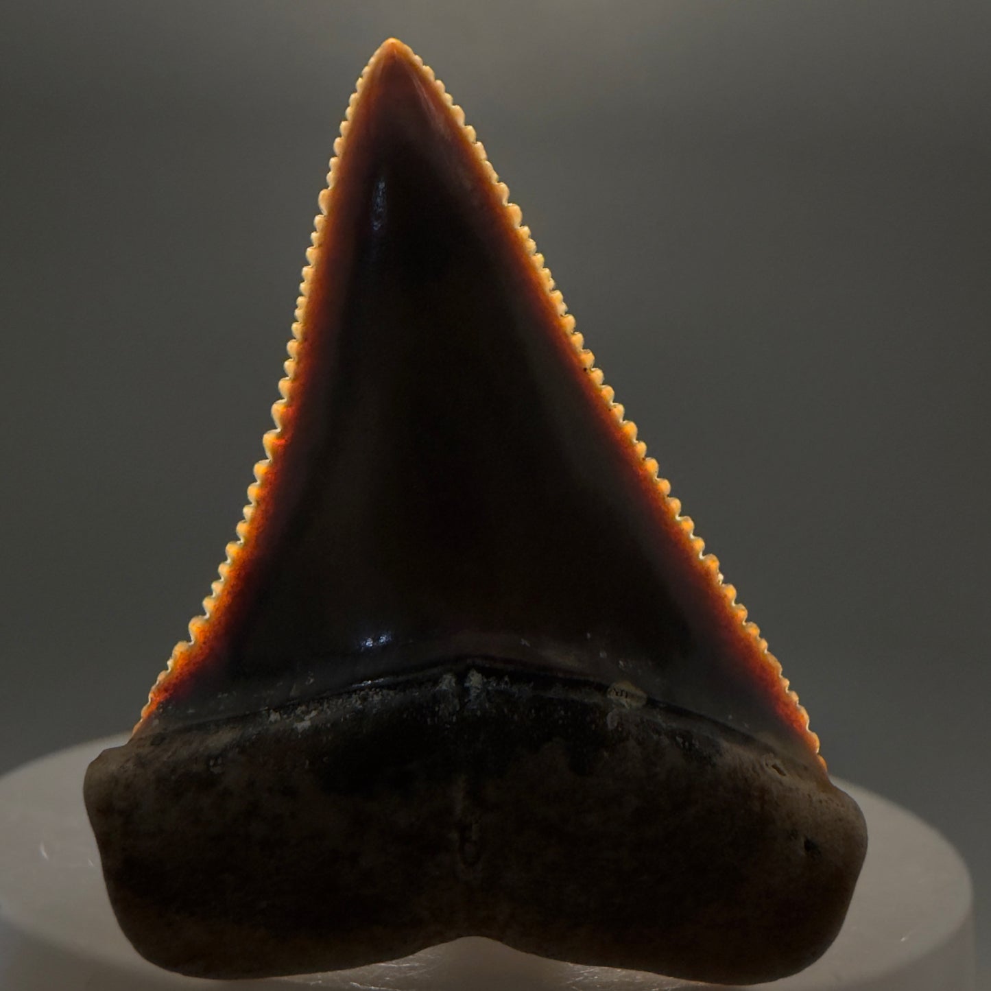 Front View Collector's Quality, colorful 1.79" long Fossil Great White Tooth from the deserts of Peru GW1264 - 1