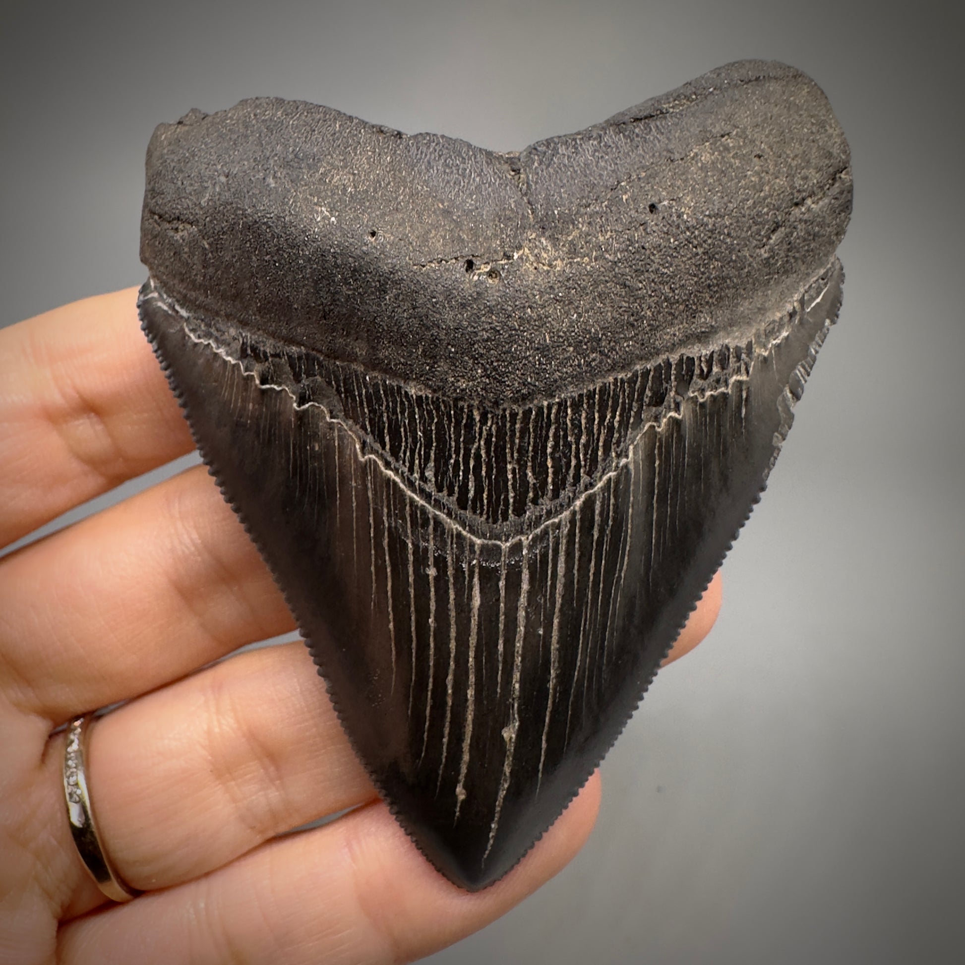 Dark Grey, sharply serrated 3.14" Fossil Megalodon Shark Tooth from South Carolina CM5274 - Front 1