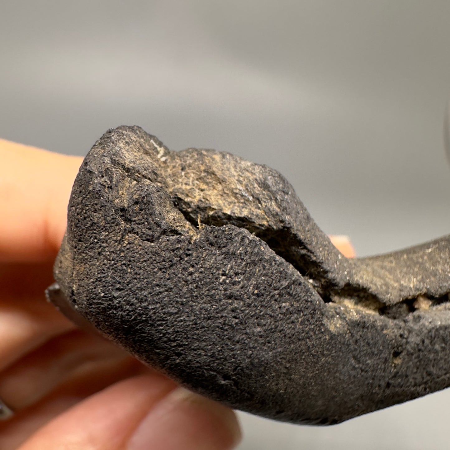 Dark Grey, sharply serrated 3.14" Fossil Megalodon Shark Tooth from South Carolina CM5274 - Root Damage detail