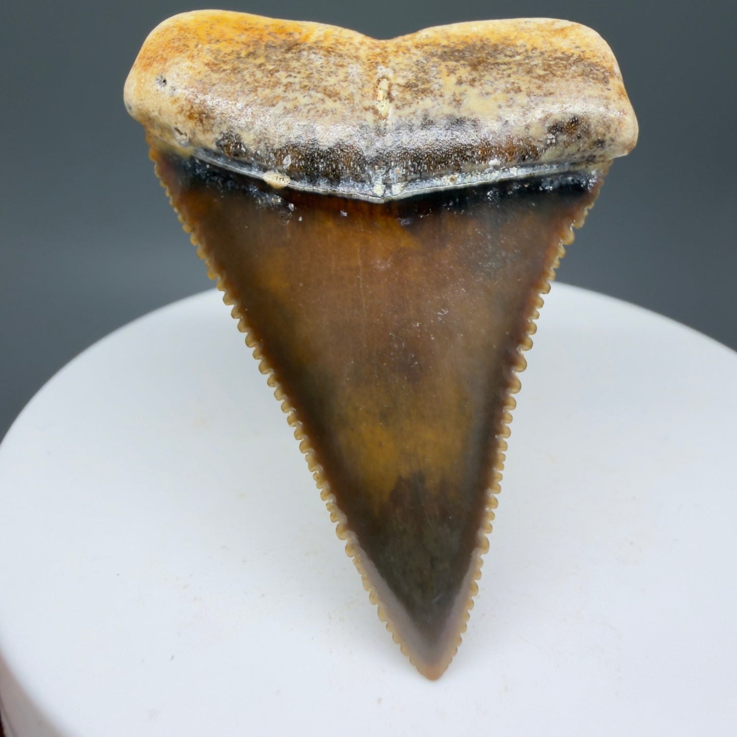 Front View Collector's Quality, colorful 1.79" long Fossil Great White Tooth from the deserts of Peru GW1264 - 4
