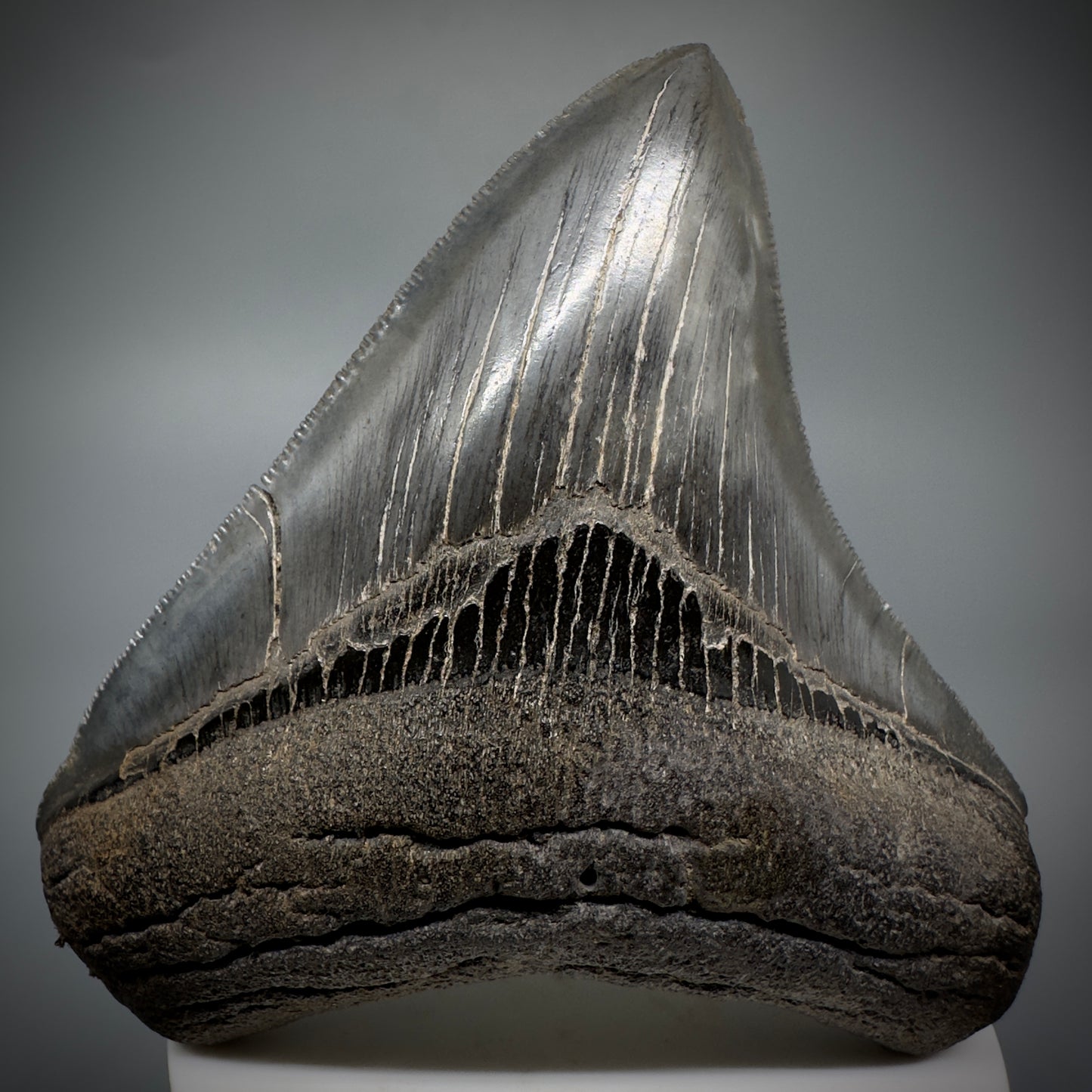 Colorful, sharply serrated 3.59" Fossil Megalodon Shark Tooth from South Carolina CM5280 - Front 1