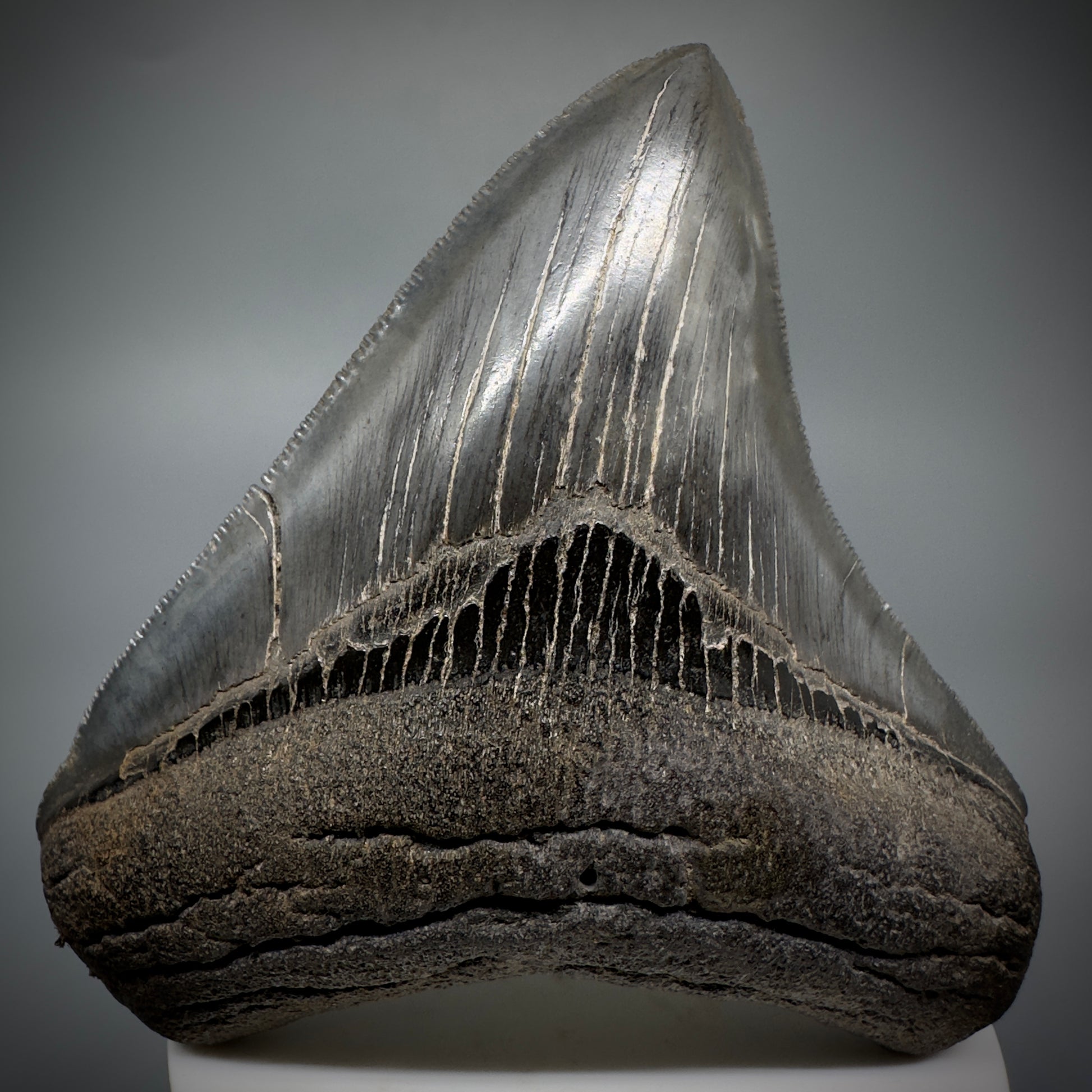 Colorful, sharply serrated 3.59" Fossil Megalodon Shark Tooth from South Carolina CM5280 - Front 1