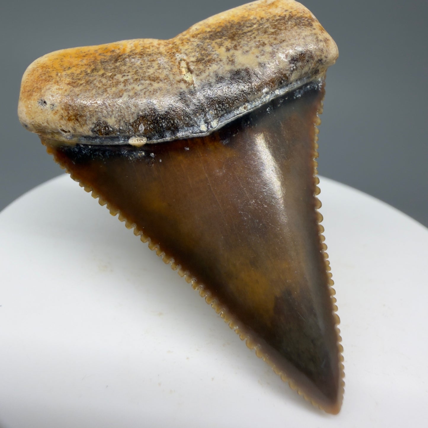 Front Left View Collector's Quality, colorful 1.79" long Fossil Great White Tooth from the deserts of Peru GW1264 