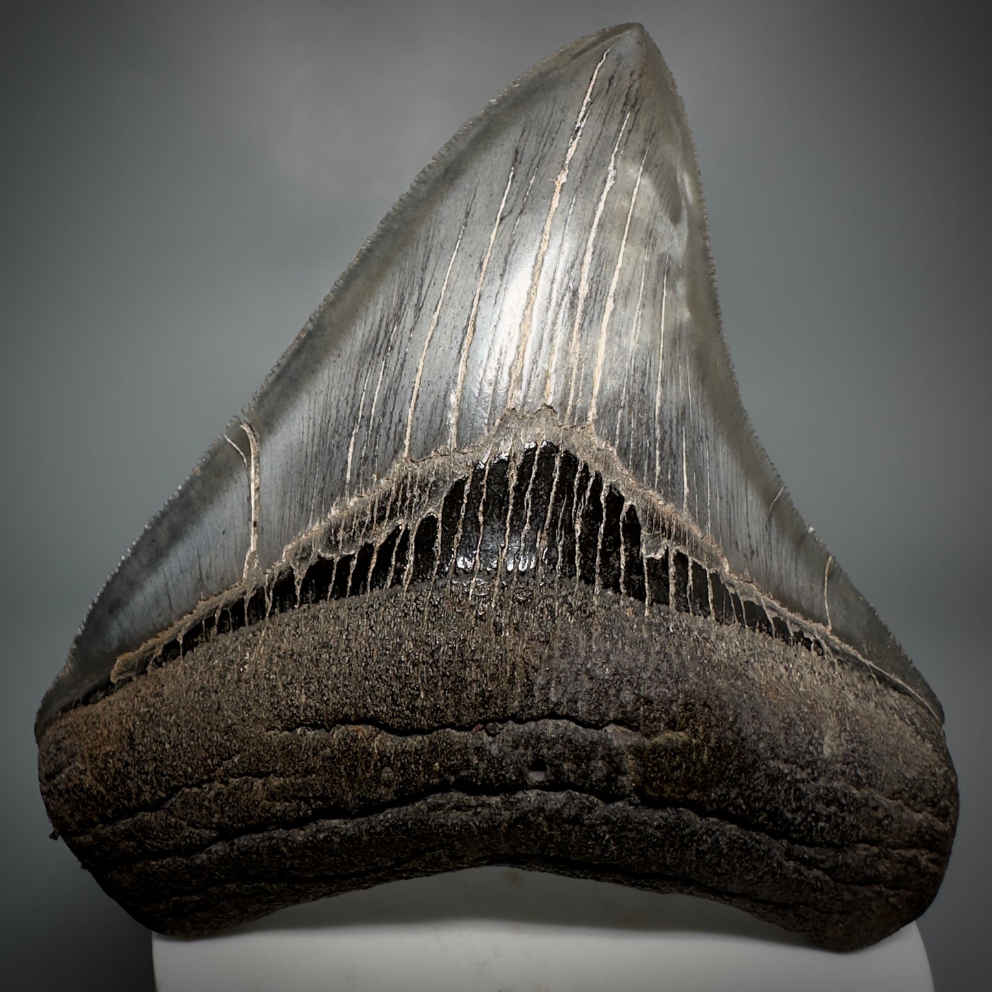 Colorful, sharply serrated 3.59" Fossil Megalodon Shark Tooth from South Carolina CM5280 - Front 2