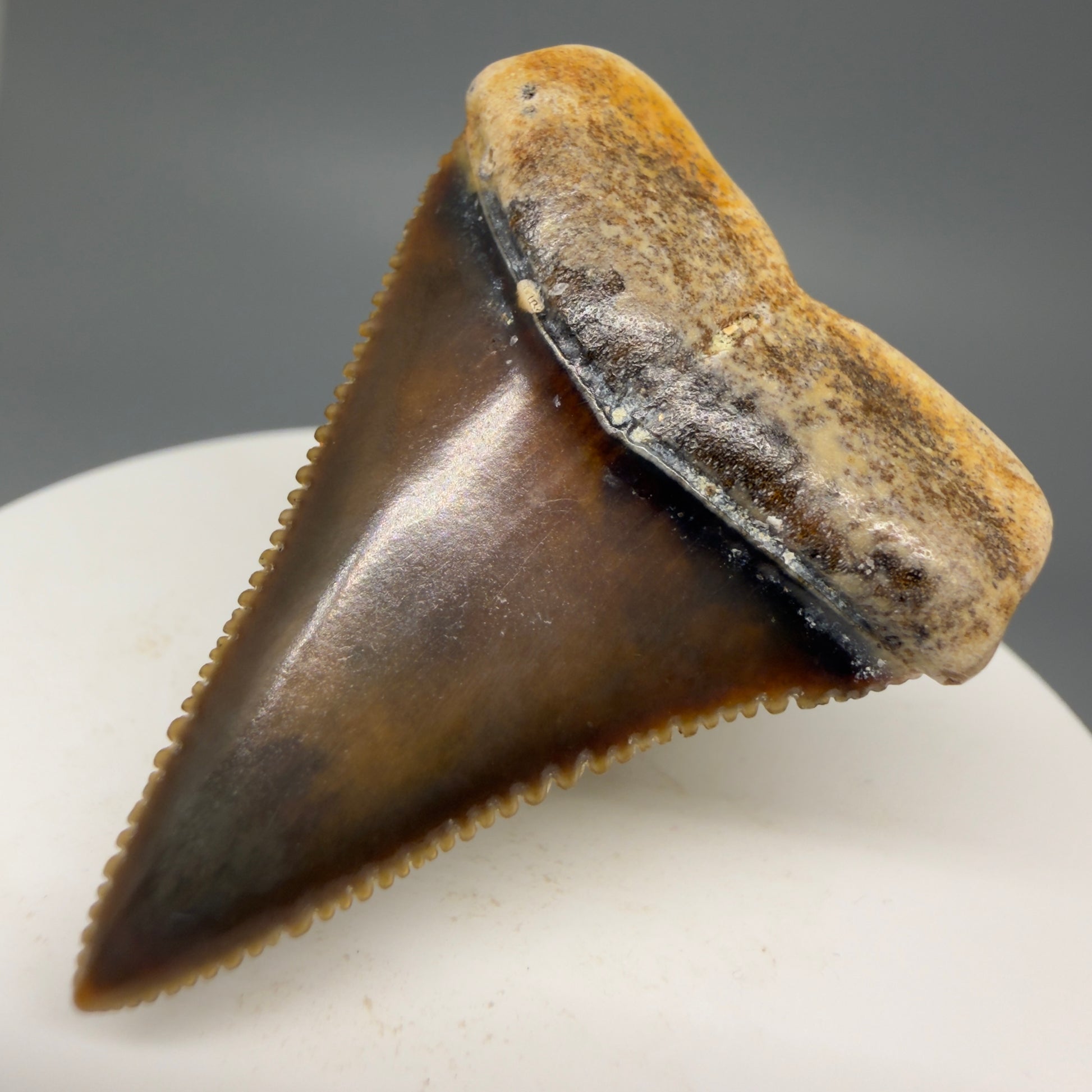 Front Right View Collector's Quality, colorful 1.79" long Fossil Great White Tooth from the deserts of Peru GW1264 