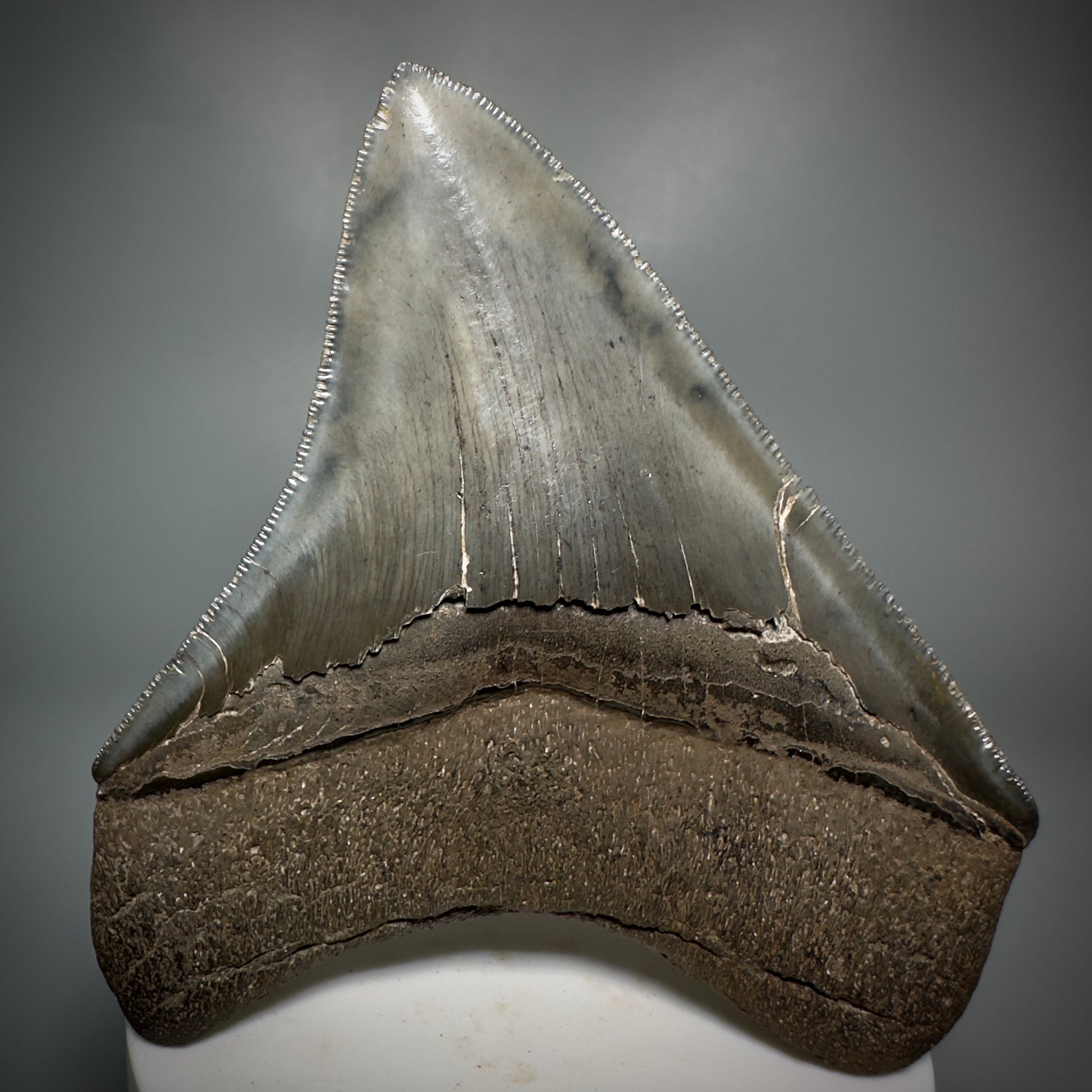 Colorful, sharply serrated 3.59" Fossil Megalodon Shark Tooth from South Carolina CM5280 - Back 