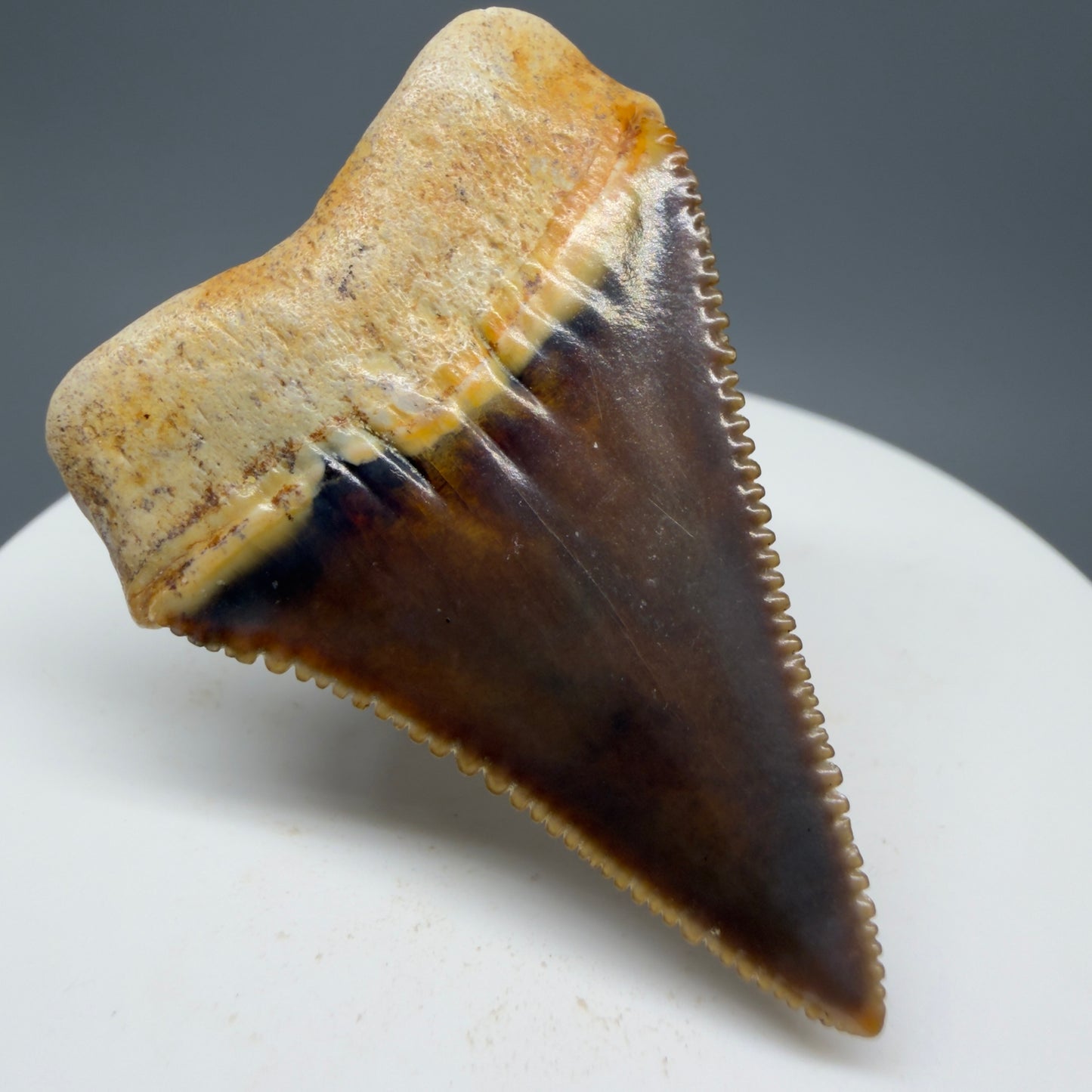 Back Left View Collector's Quality, colorful 1.79" long Fossil Great White Tooth from the deserts of Peru GW1264 