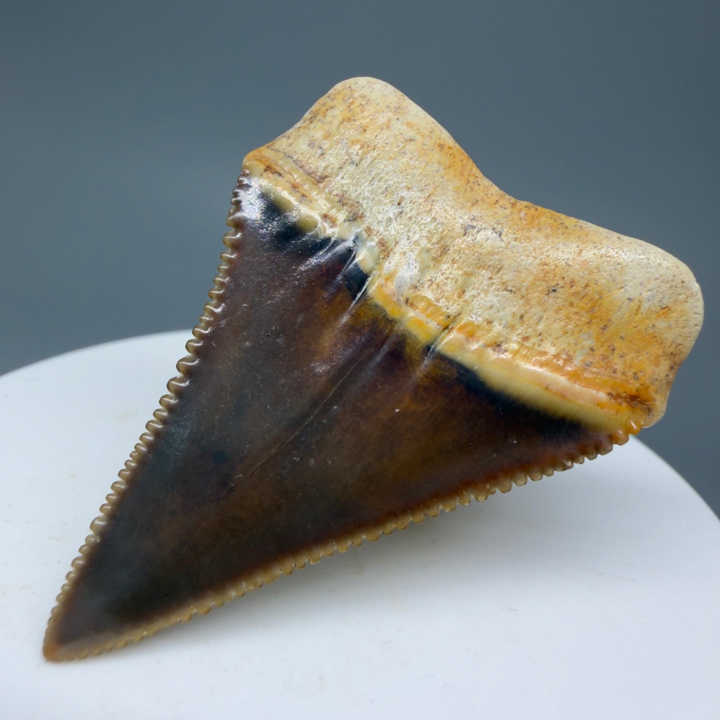 Back Right View Collector's Quality, colorful 1.79" long Fossil Great White Tooth from the deserts of Peru GW1264 