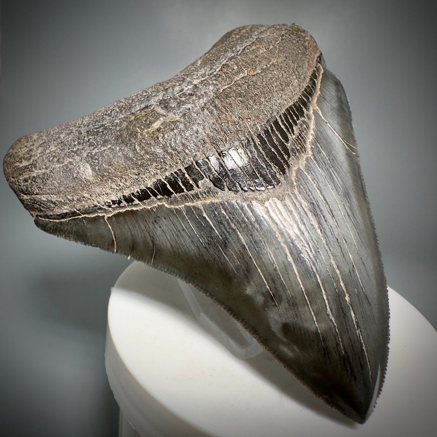 Colorful, sharply serrated 3.59" Fossil Megalodon Shark Tooth from South Carolina CM5280 - Front Left