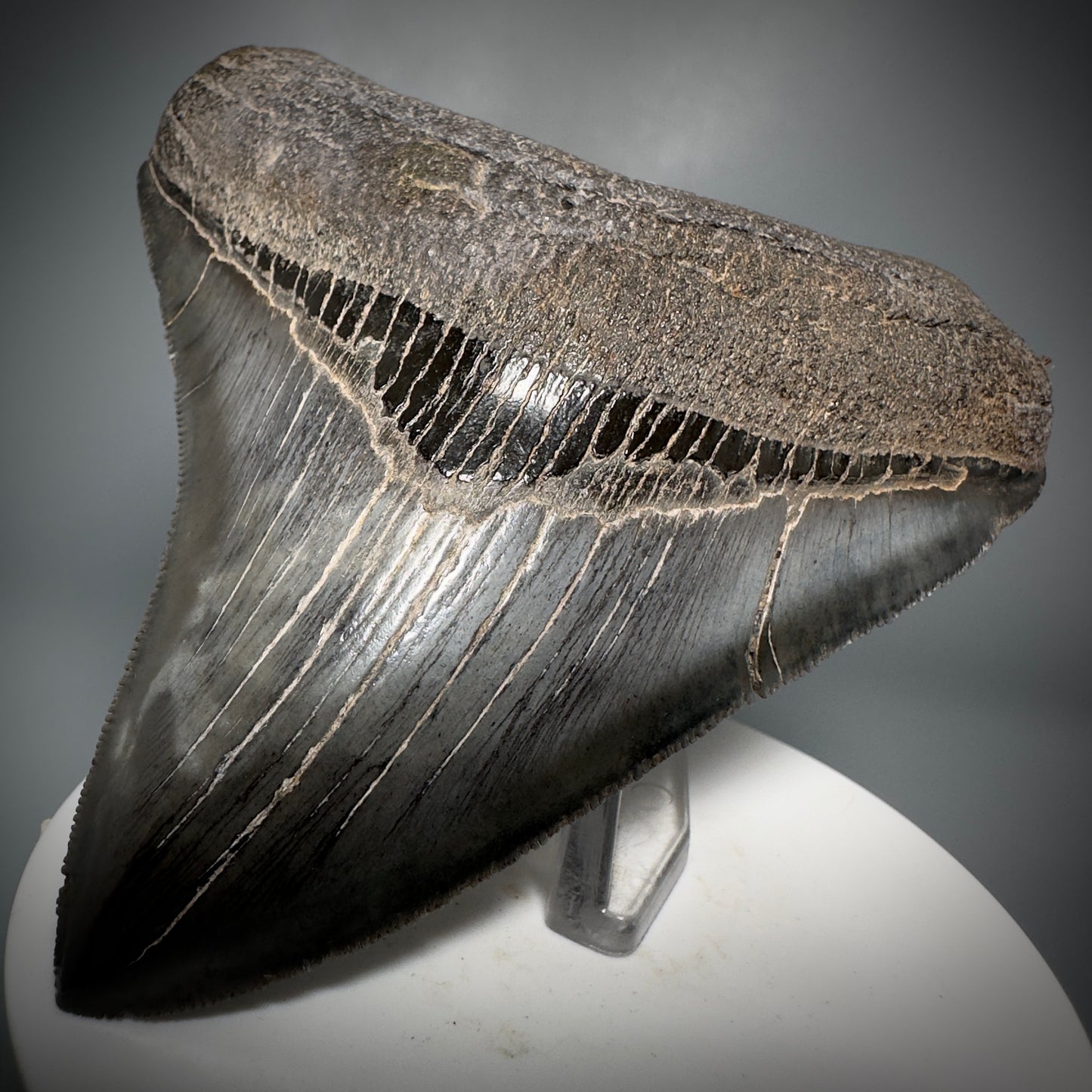 Colorful, sharply serrated 3.59" Fossil Megalodon Shark Tooth from South Carolina CM5280 - Front Right