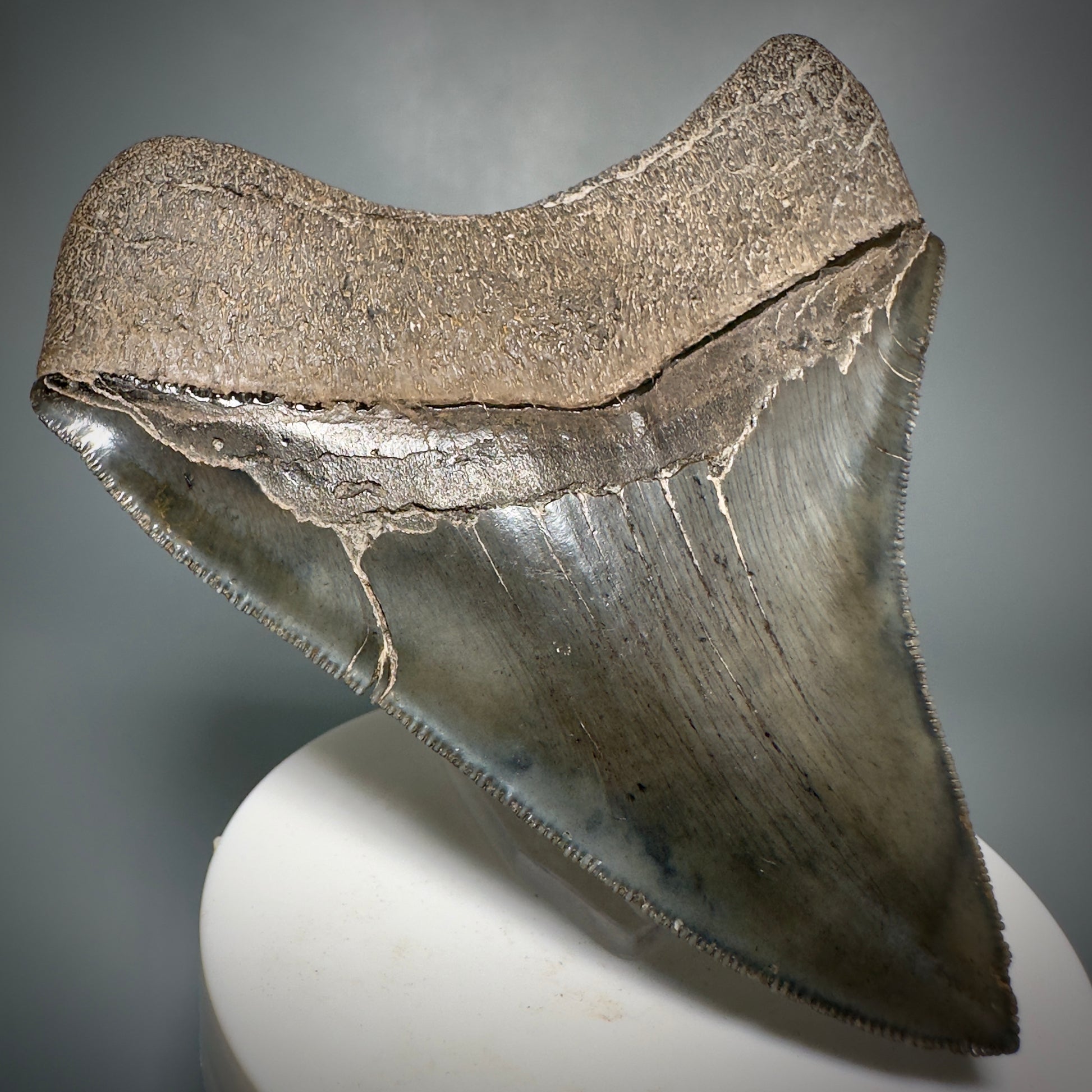 Colorful, sharply serrated 3.59" Fossil Megalodon Shark Tooth from South Carolina CM5280 - Back Left