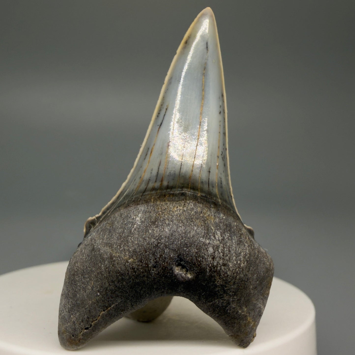 Front View Stunning, high quality 2.05" long Fossil Transitional Great White - Carcharodon hubbelli Tooth from Peru | Authentic Fossil for Sale at Megalodonteeth.com GW1261 - 1