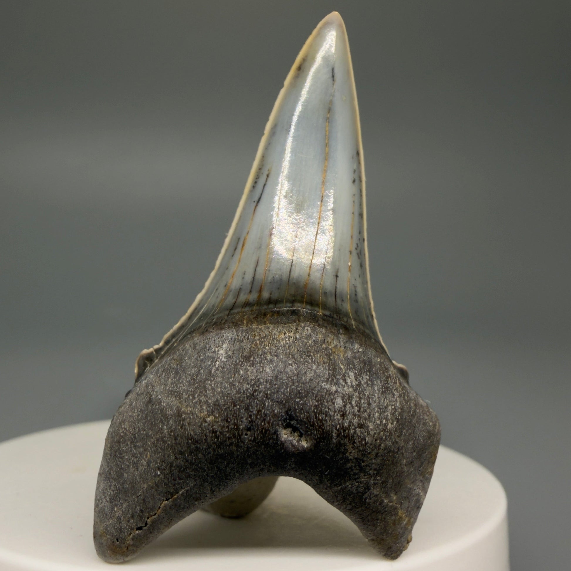 Front View Stunning, high quality 2.05" long Fossil Transitional Great White - Carcharodon hubbelli Tooth from Peru | Authentic Fossil for Sale at Megalodonteeth.com GW1261 - 1