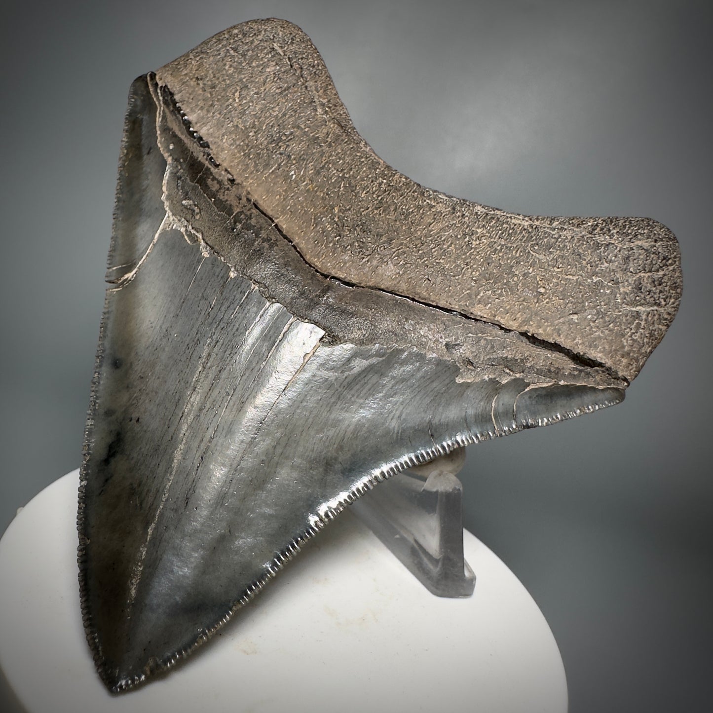 Colorful, sharply serrated 3.59" Fossil Megalodon Shark Tooth from South Carolina CM5280 - Back Right