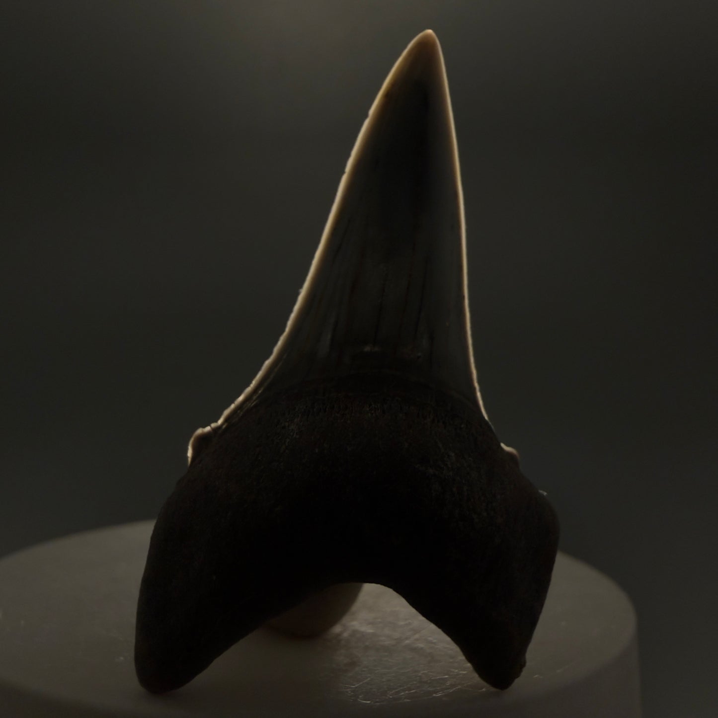 Front View Stunning, high quality 2.05" long Fossil Transitional Great White - Carcharodon hubbelli Tooth from Peru | Authentic Fossil for Sale at Megalodonteeth.com GW1261 - 3
