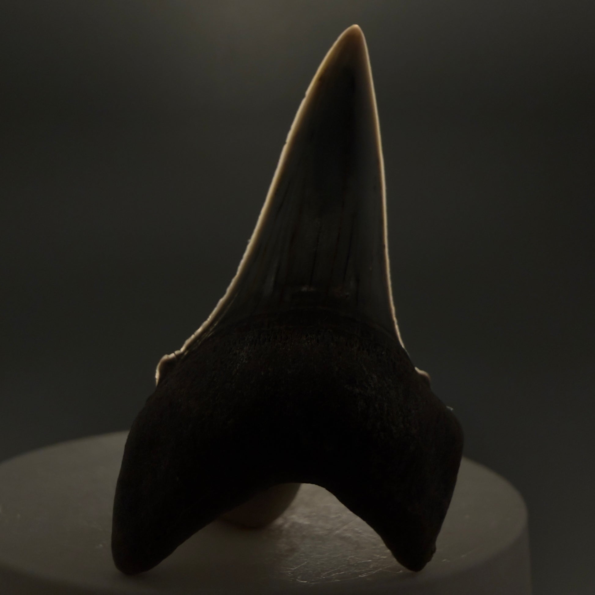 Front View Stunning, high quality 2.05" long Fossil Transitional Great White - Carcharodon hubbelli Tooth from Peru | Authentic Fossil for Sale at Megalodonteeth.com GW1261 - 3