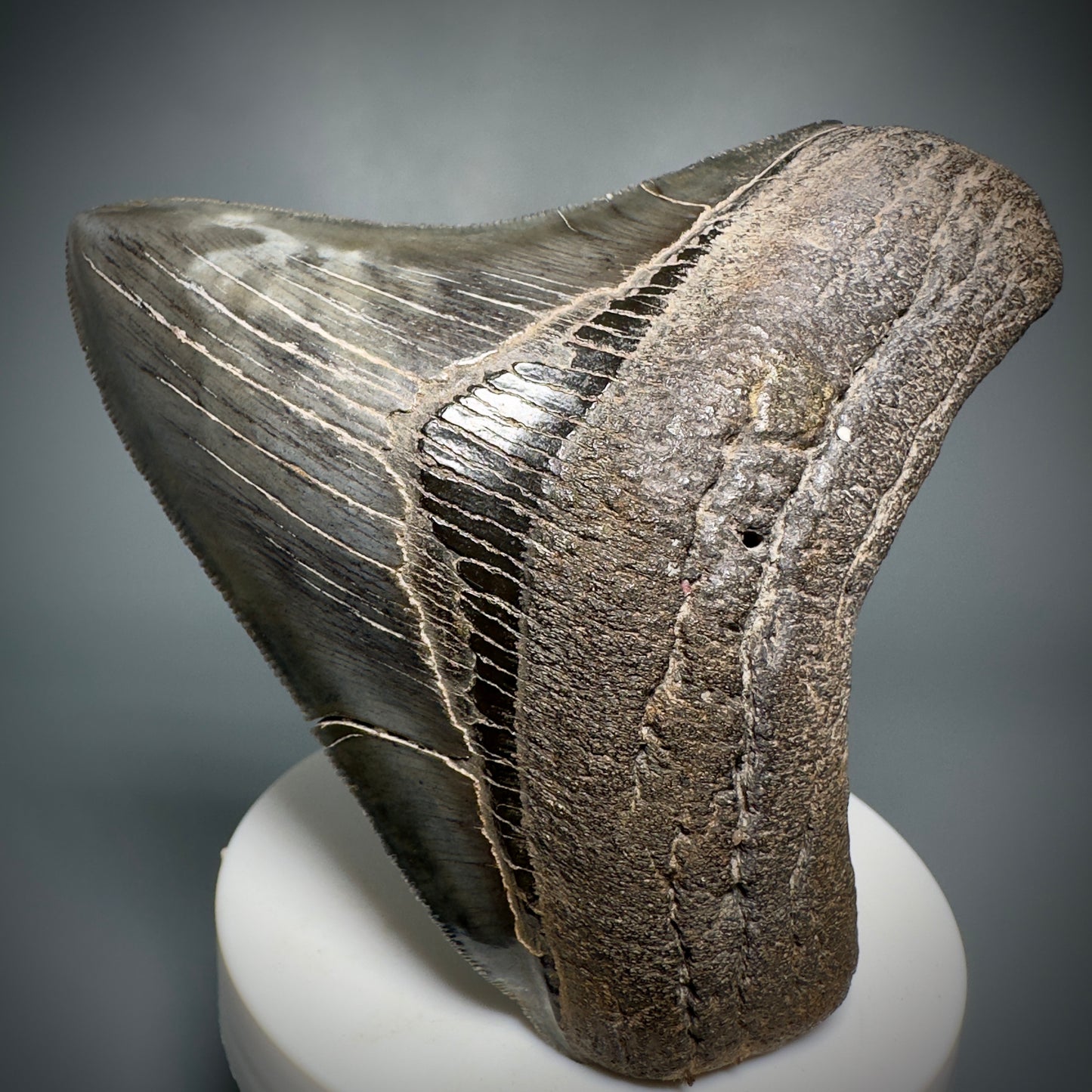 Colorful, sharply serrated 3.59" Fossil Megalodon Shark Tooth from South Carolina CM5280 - Front