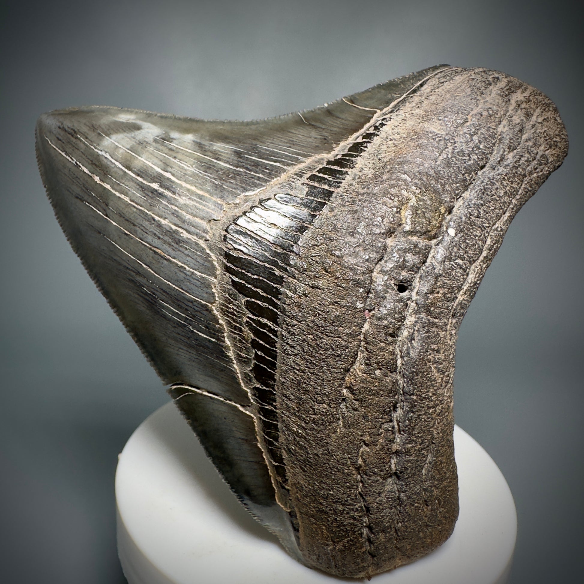 Colorful, sharply serrated 3.59" Fossil Megalodon Shark Tooth from South Carolina CM5280 - Front