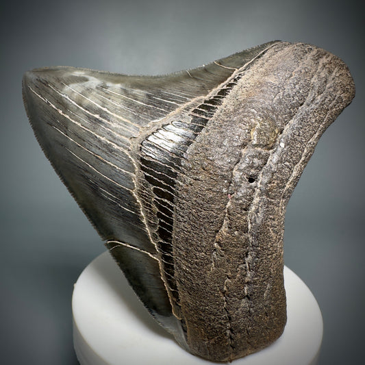 Colorful, sharply serrated 3.59" Fossil Megalodon Shark Tooth from South Carolina CM5280 - Front