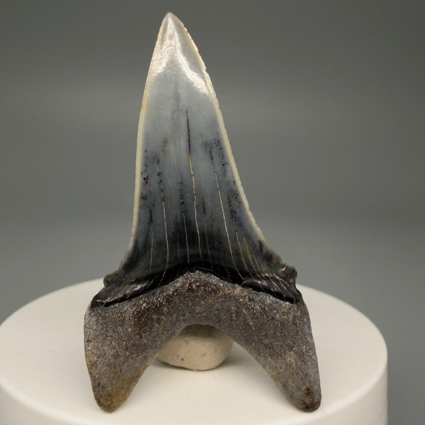 Back View Stunning, high quality 2.05" long Fossil Transitional Great White - Carcharodon hubbelli Tooth from Peru | Authentic Fossil for Sale at Megalodonteeth.com GW1261