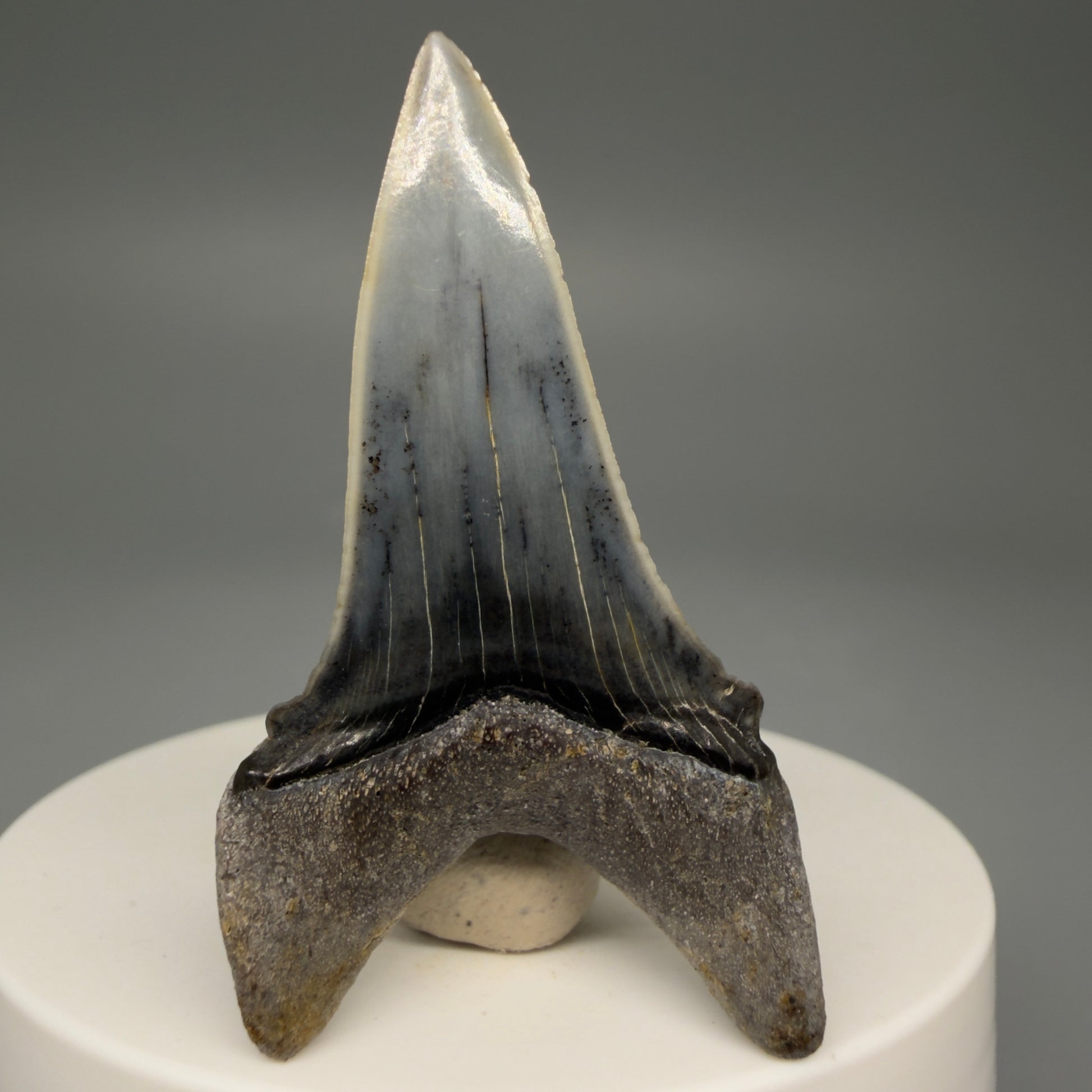 Back View Stunning, high quality 2.05" long Fossil Transitional Great White - Carcharodon hubbelli Tooth from Peru | Authentic Fossil for Sale at Megalodonteeth.com GW1261