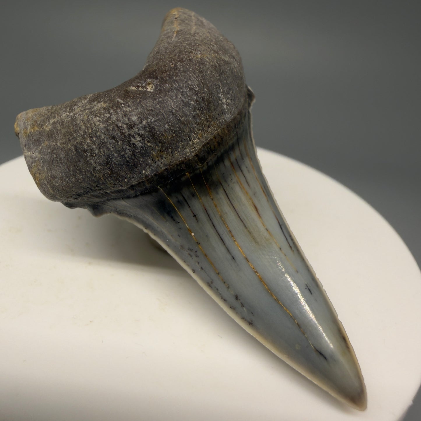 Front Left View Stunning, high quality 2.05" long Fossil Transitional Great White - Carcharodon hubbelli Tooth from Peru | Authentic Fossil for Sale at Megalodonteeth.com GW1261