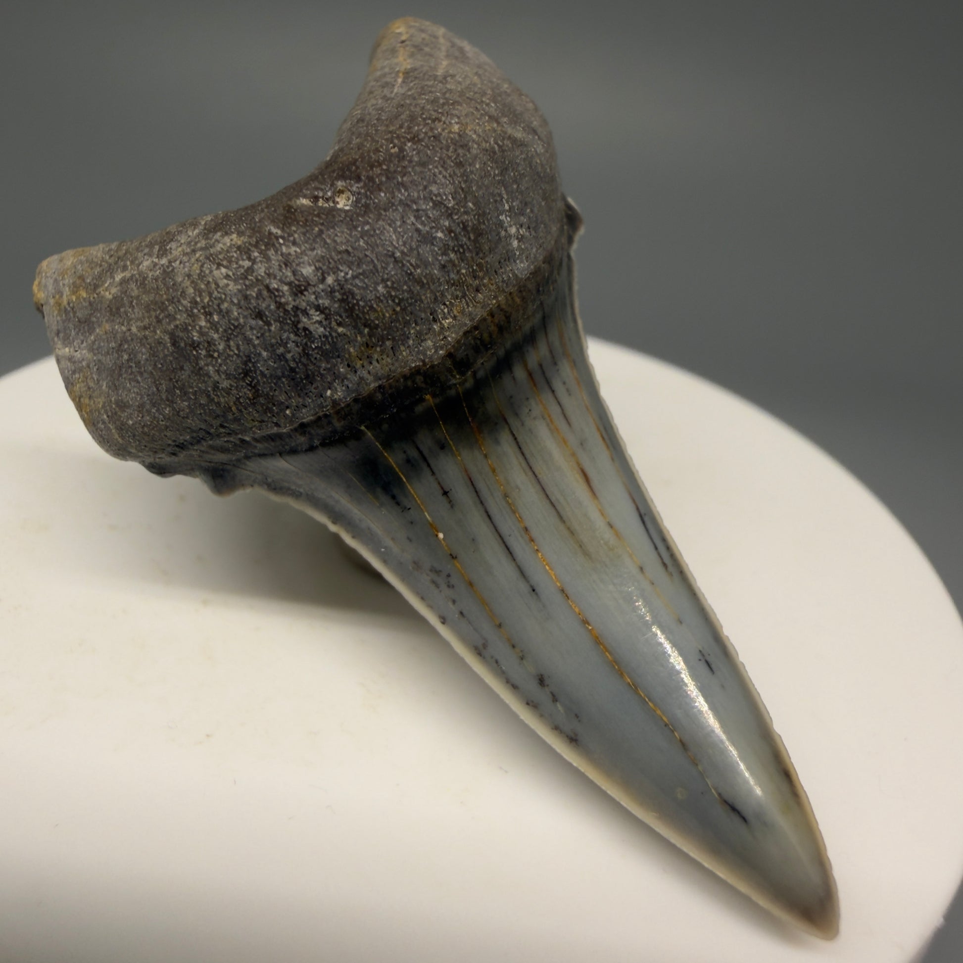 Front Left View Stunning, high quality 2.05" long Fossil Transitional Great White - Carcharodon hubbelli Tooth from Peru | Authentic Fossil for Sale at Megalodonteeth.com GW1261