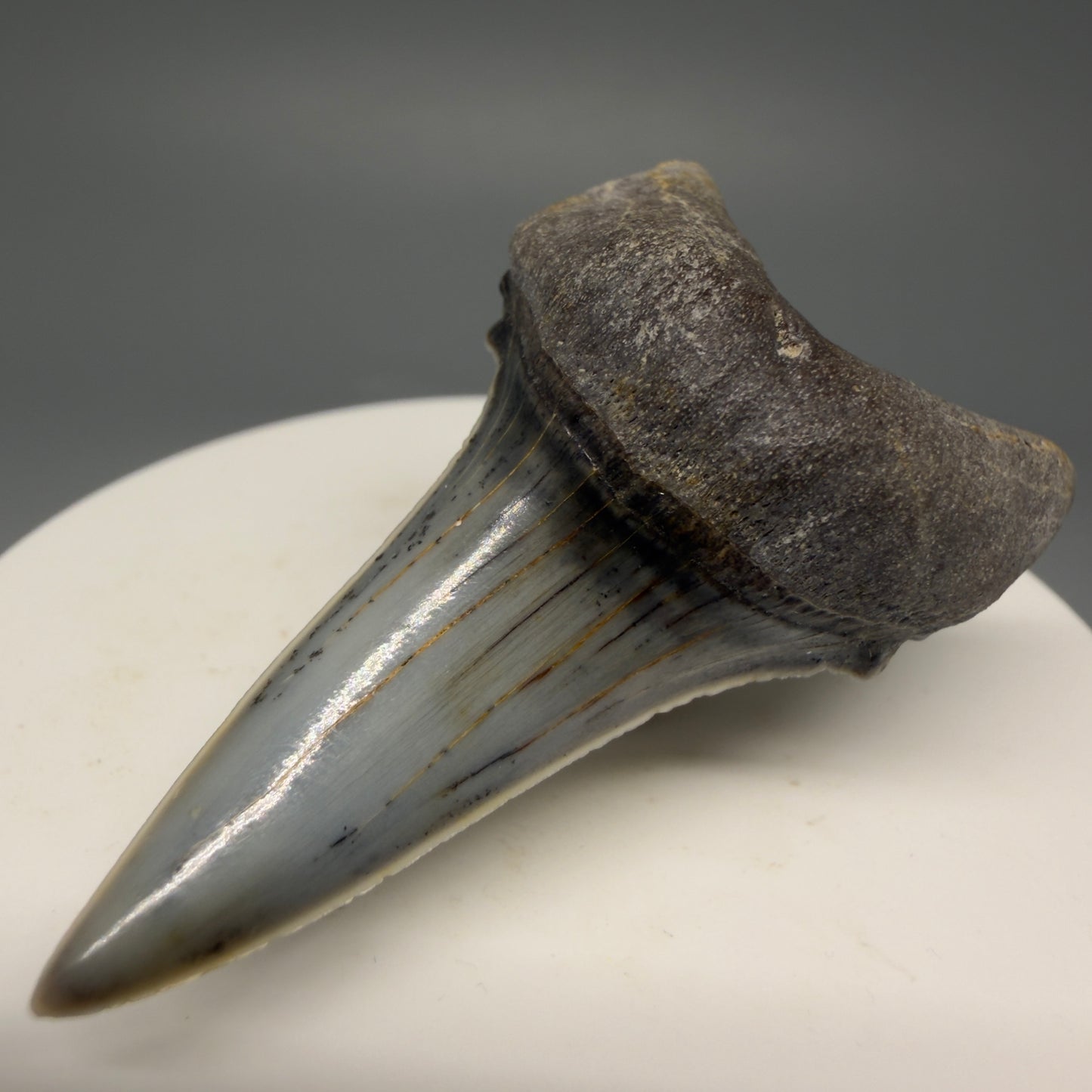 Front Right View Stunning, high quality 2.05" long Fossil Transitional Great White - Carcharodon hubbelli Tooth from Peru | Authentic Fossil for Sale at Megalodonteeth.com GW1261
