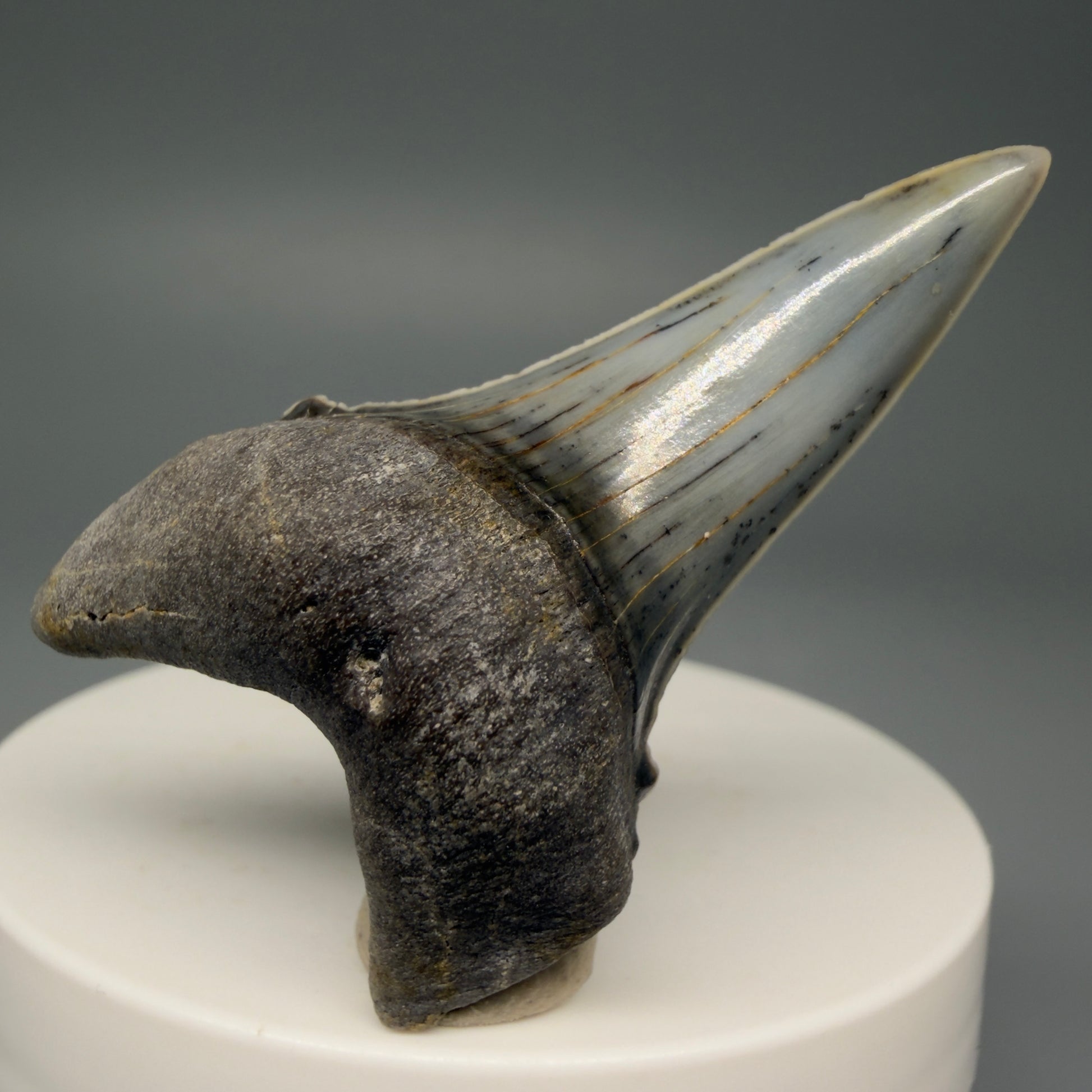 Front View Stunning, high quality 2.05" long Fossil Transitional Great White - Carcharodon hubbelli Tooth from Peru | Authentic Fossil for Sale at Megalodonteeth.com GW1261 - 2