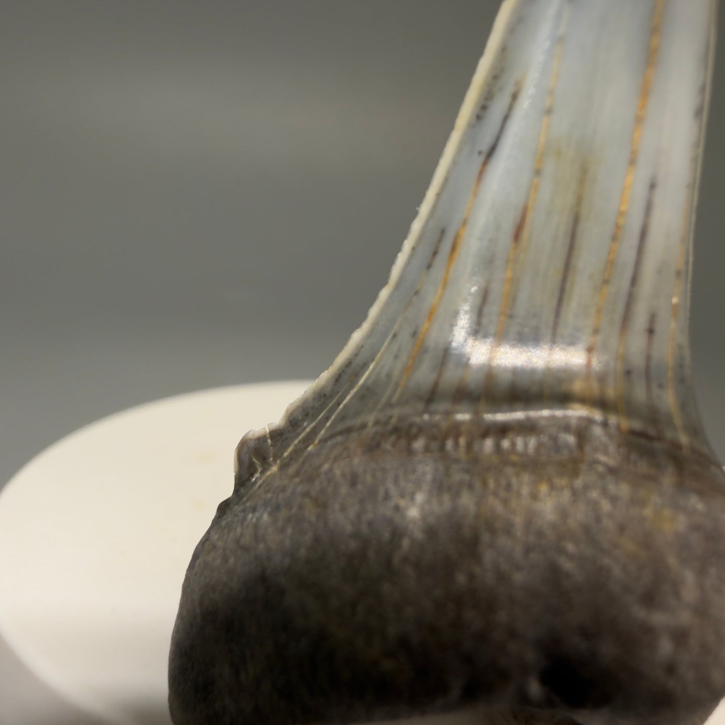 Detail of Cusp Stunning, high quality 2.05" long Fossil Transitional Great White - Carcharodon hubbelli Tooth from Peru | Authentic Fossil for Sale at Megalodonteeth.com GW1261 