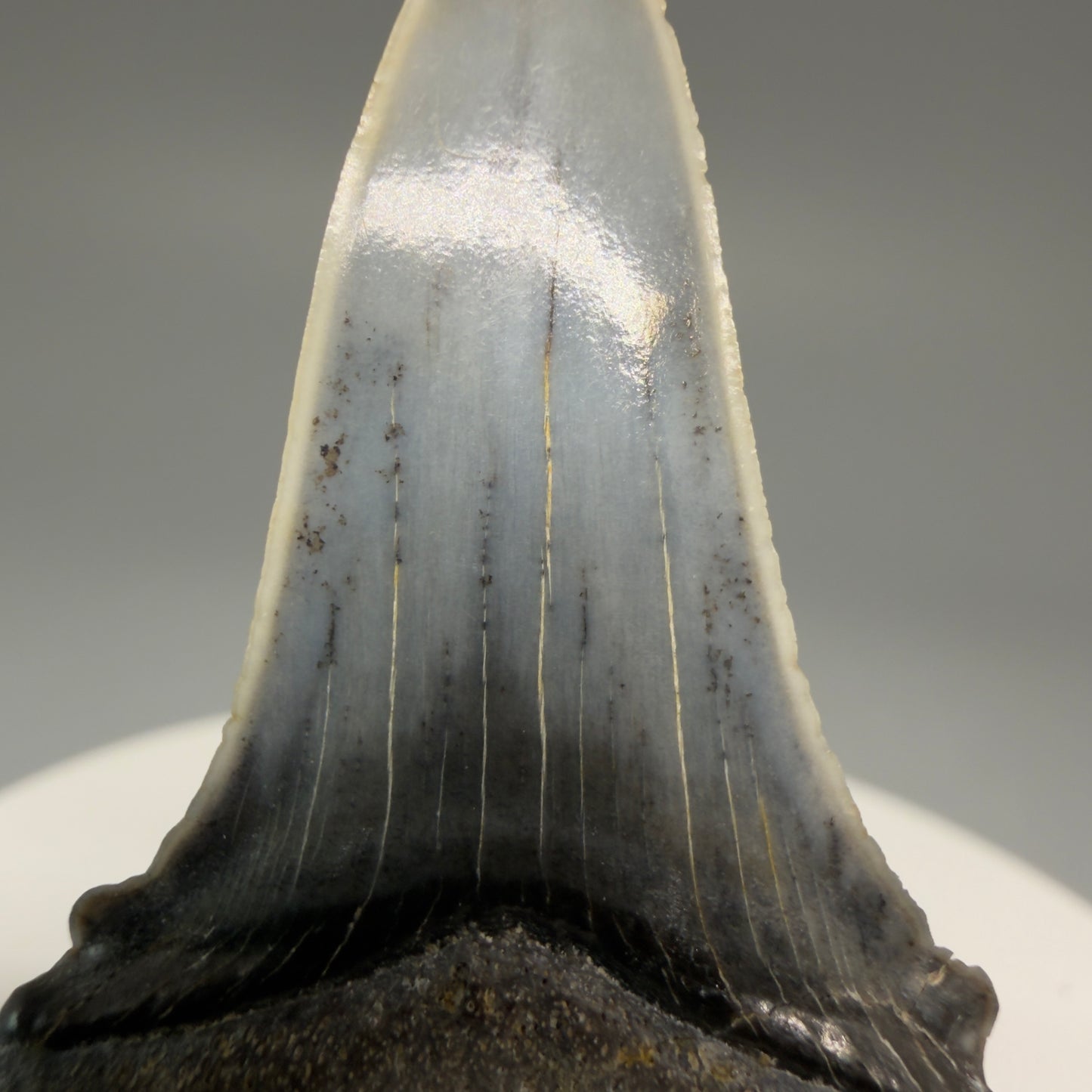 Detail of serrations Stunning, high quality 2.05" long Fossil Transitional Great White - Carcharodon hubbelli Tooth from Peru | Authentic Fossil for Sale at Megalodonteeth.com GW1261