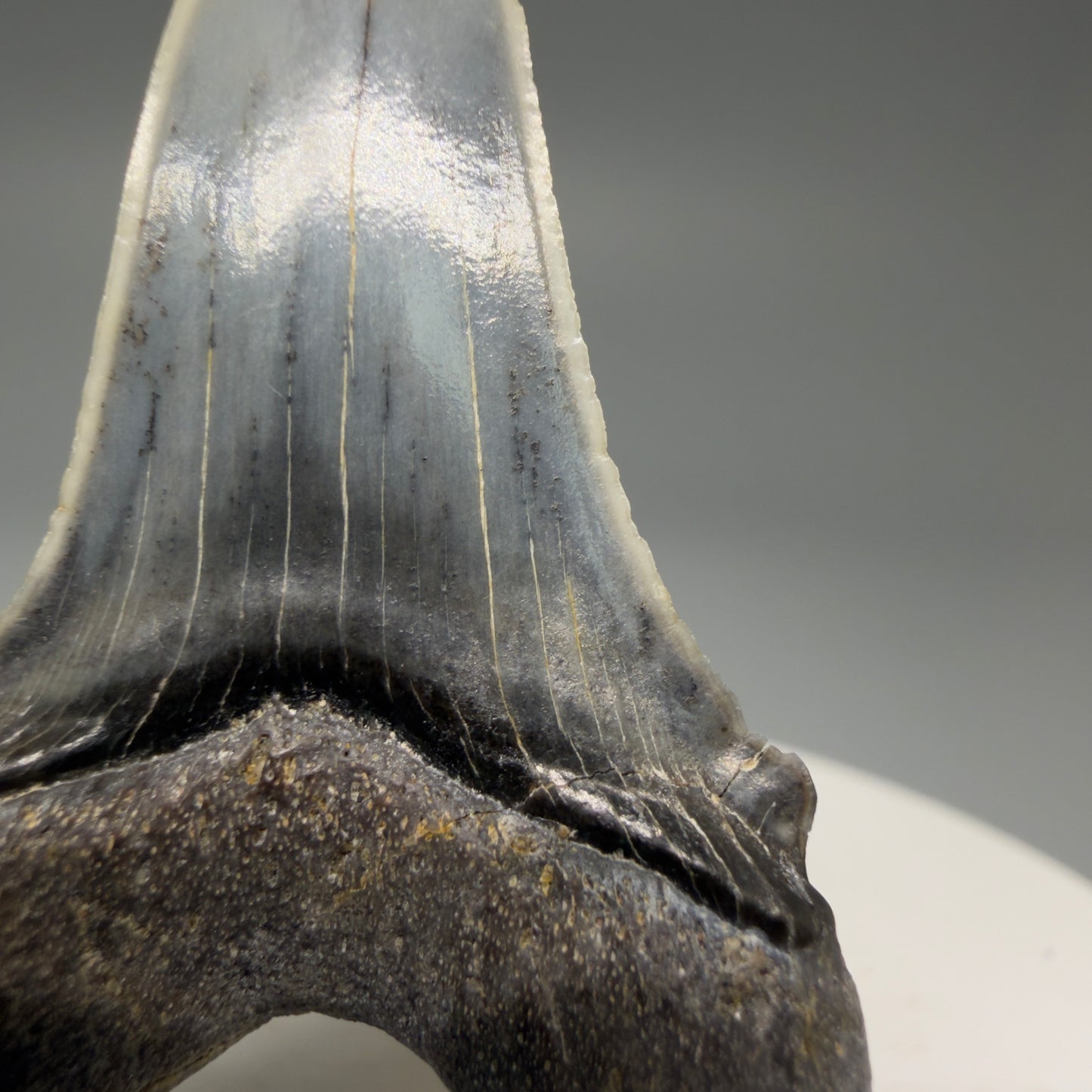 Detail of cusp Stunning, high quality 2.05" long Fossil Transitional Great White - Carcharodon hubbelli Tooth from Peru | Authentic Fossil for Sale at Megalodonteeth.com GW1261