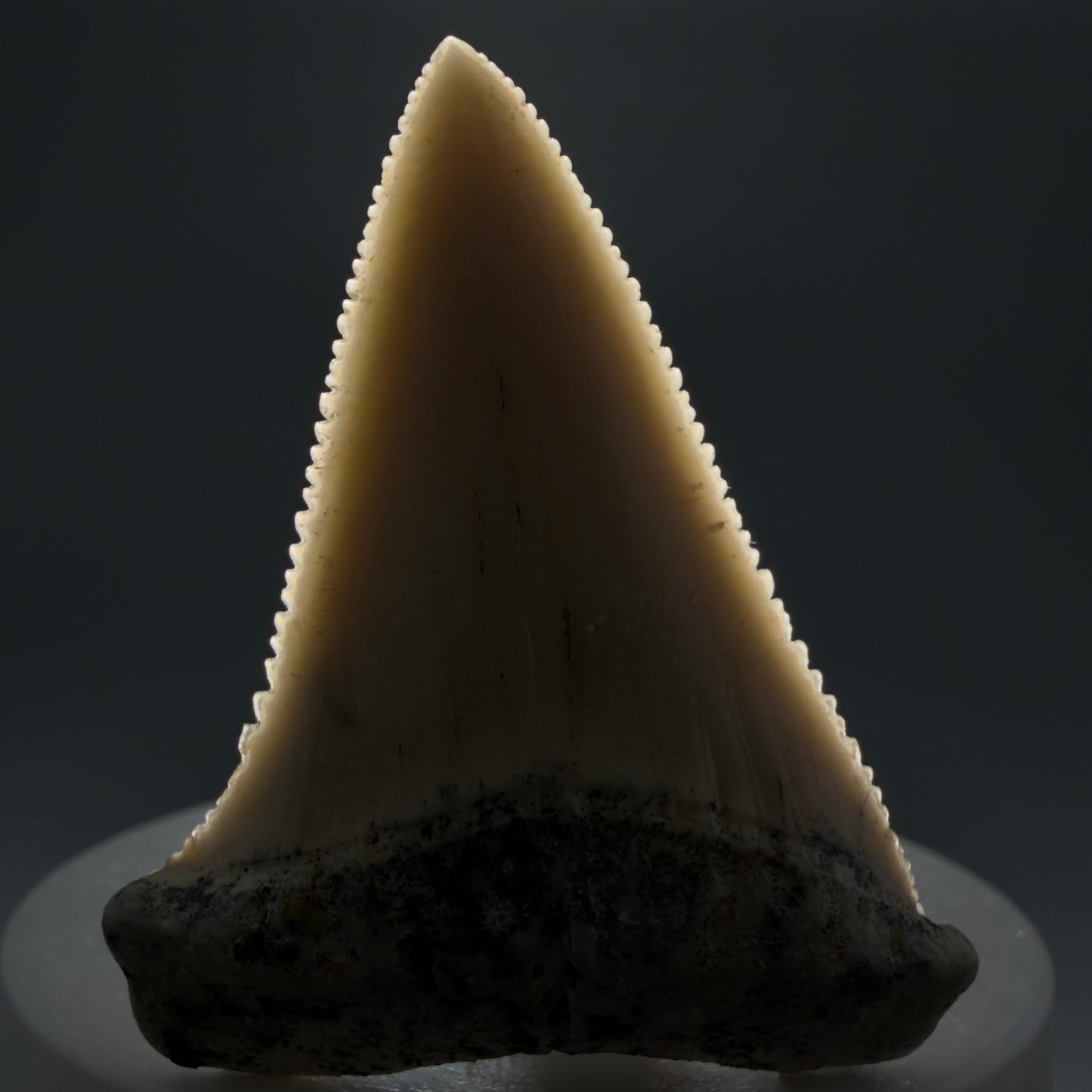 Front View Collector's Quality 2.09" long Fossil Great White Tooth from the deserts of Peru GW1266 - 3