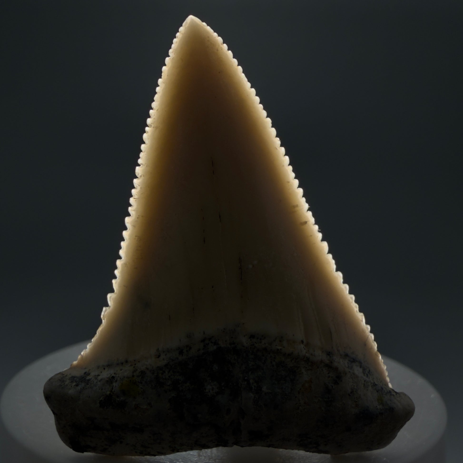 Front View Collector's Quality 2.09" long Fossil Great White Tooth from the deserts of Peru GW1266 - 3