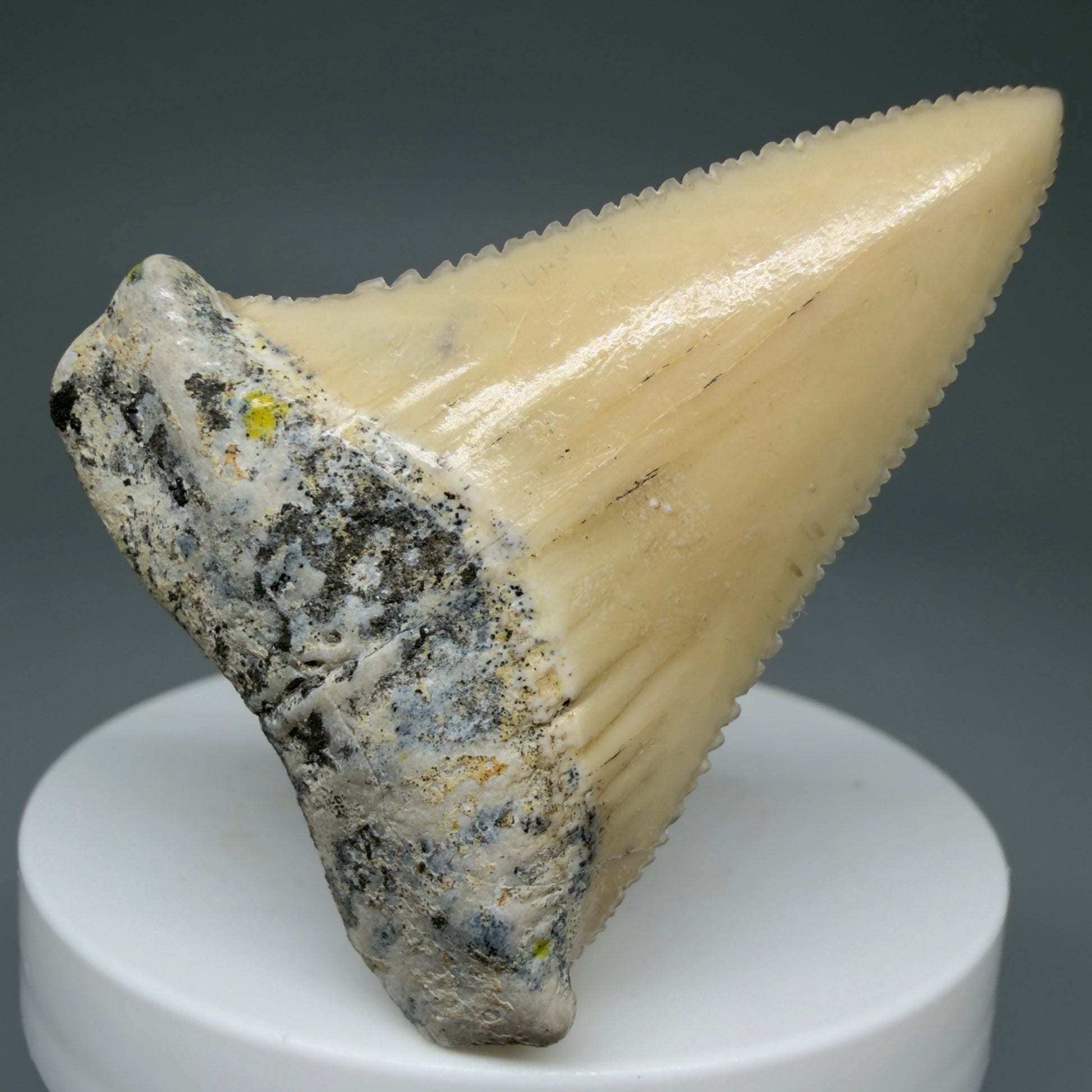 Front View Collector's Quality 2.09" long Fossil Great White Tooth from the deserts of Peru GW1266 - 2