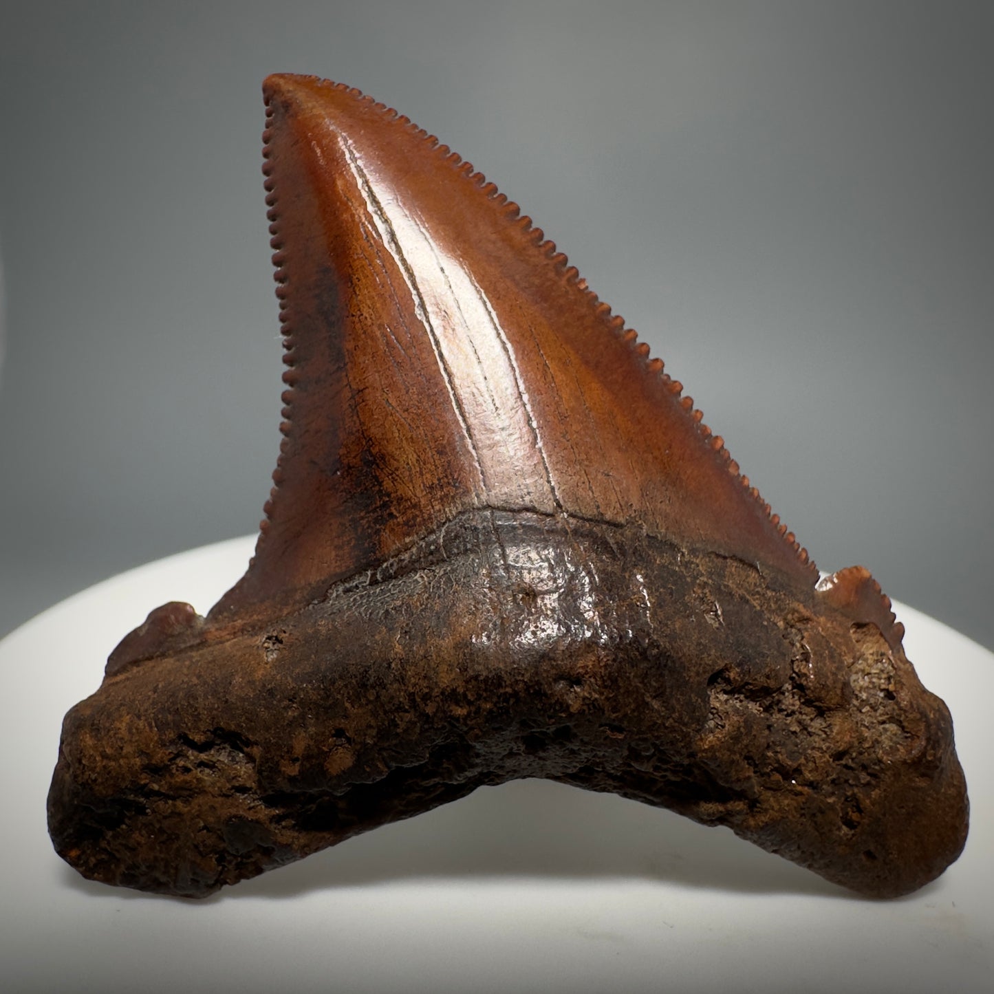 Red/Brown, serrated 1.85" Serrated Fossil Carcharocles angustidens Shark Tooth from South Carolina AN441 - Front