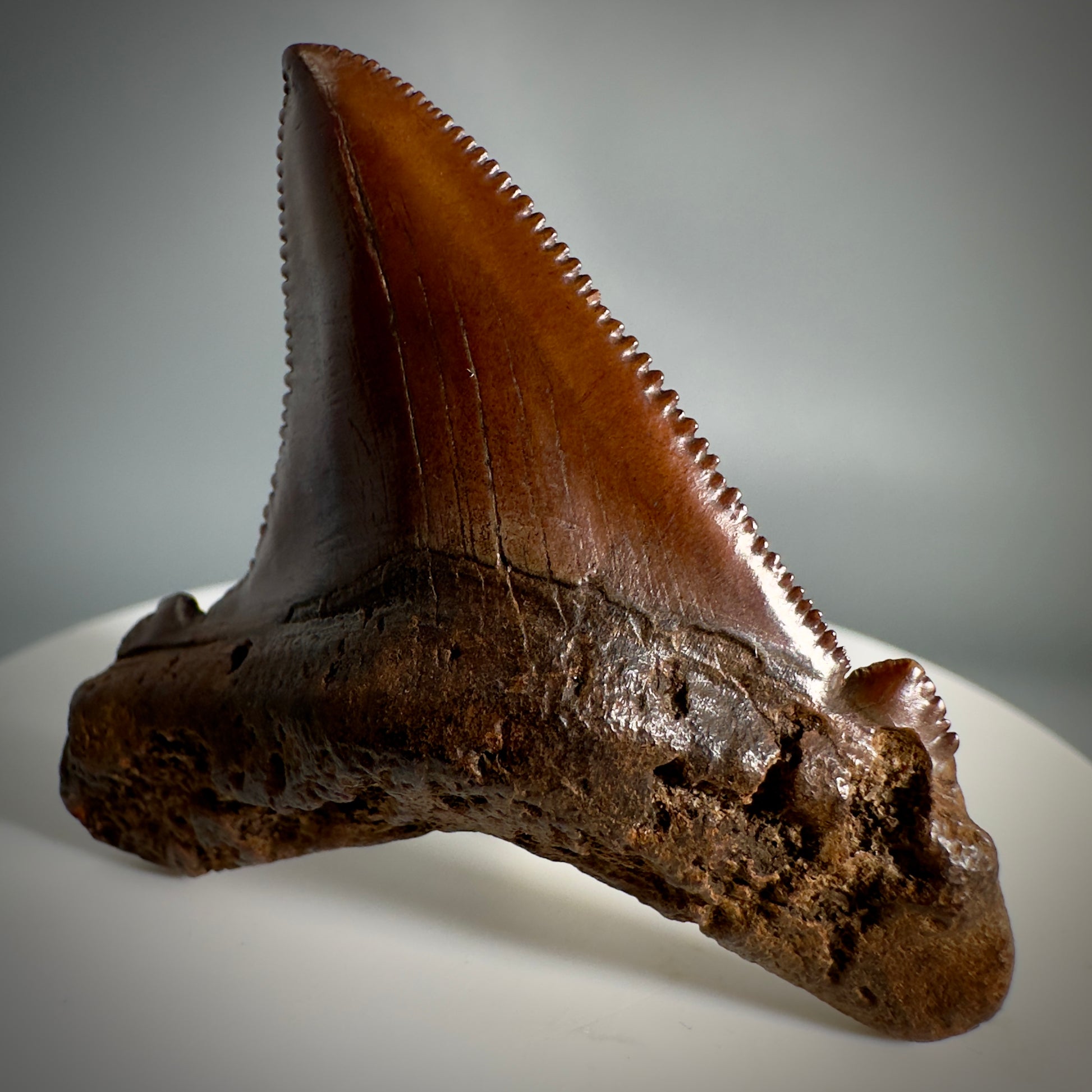 Red/Brown, serrated 1.85" Serrated Fossil Carcharocles angustidens Shark Tooth from South Carolina AN441 - Front Right