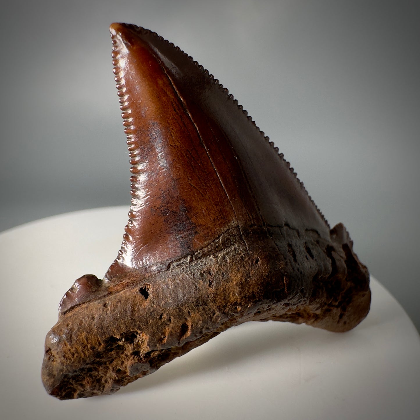 Red/Brown, serrated 1.85" Serrated Fossil Carcharocles angustidens Shark Tooth from South Carolina AN441 - Front Left