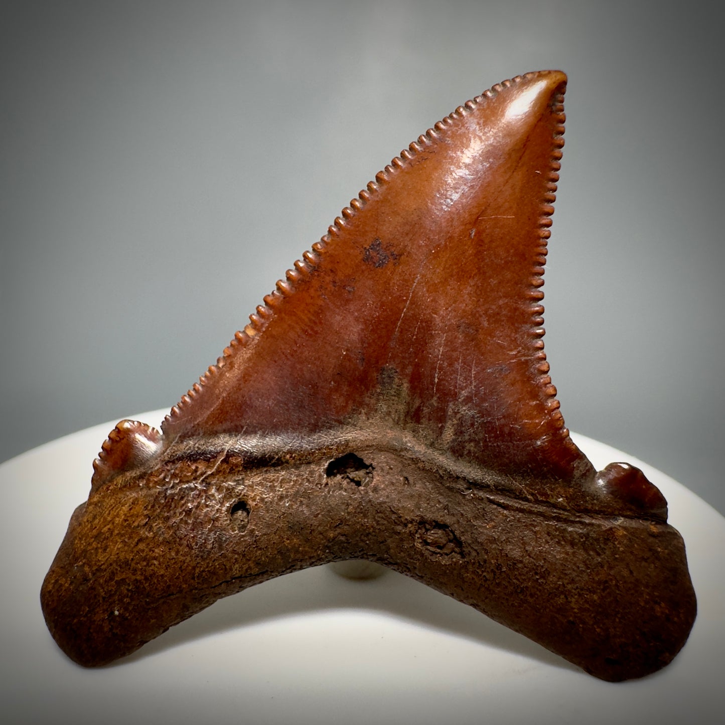 Red/Brown, serrated 1.85" Serrated Fossil Carcharocles angustidens Shark Tooth from South Carolina AN441 - Back 