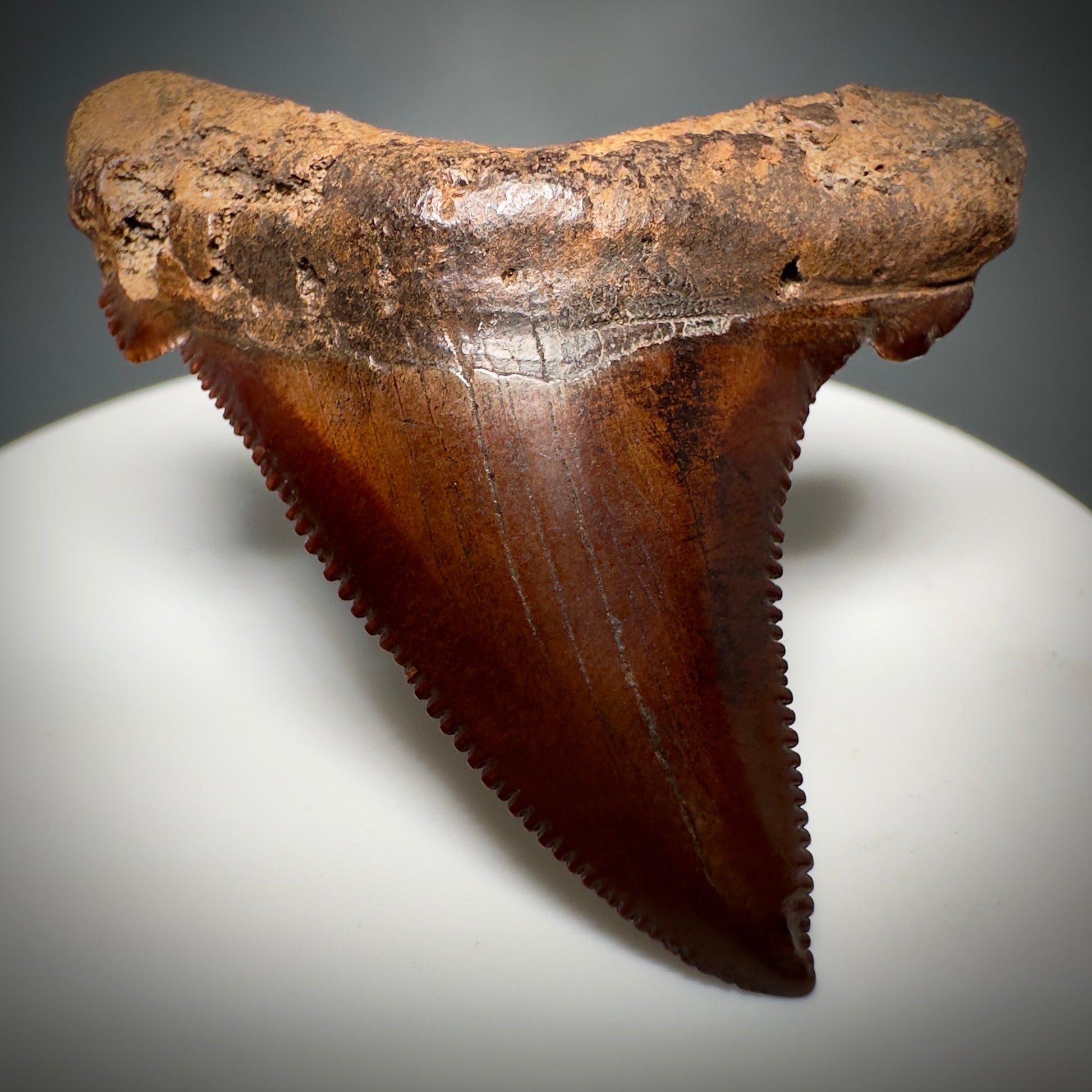 Red/Brown, serrated 1.85" Serrated Fossil Carcharocles angustidens Shark Tooth from South Carolina AN441 - Front 4