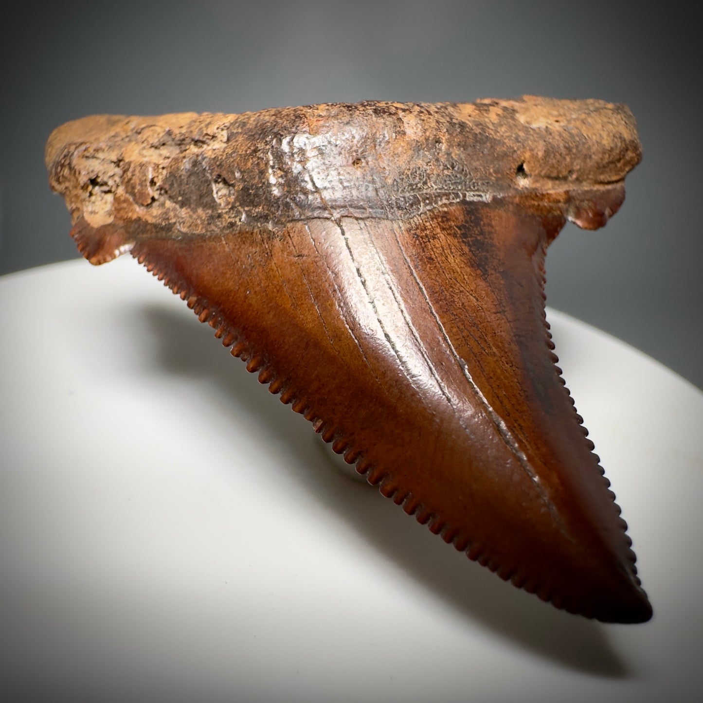 Red/Brown, serrated 1.85" Serrated Fossil Carcharocles angustidens Shark Tooth from South Carolina AN441 - Front Left 2