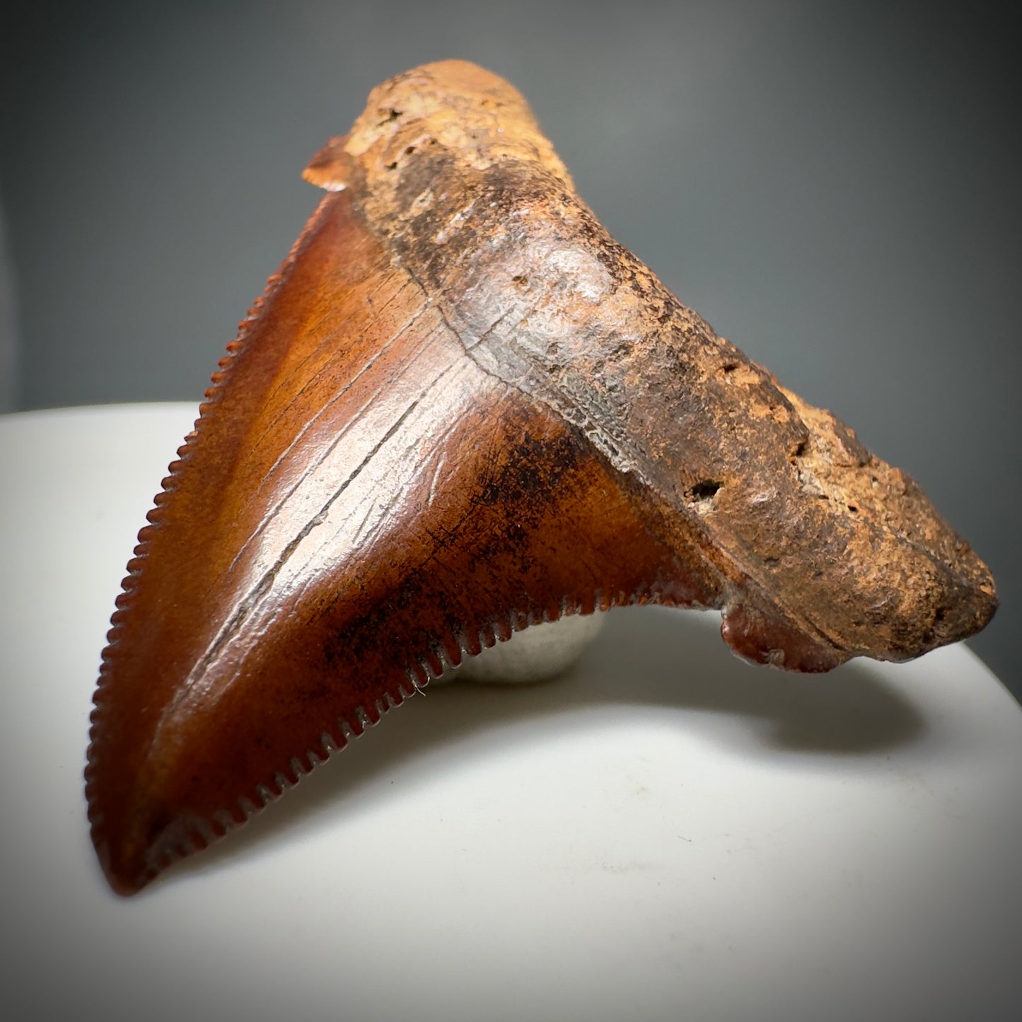 Red/Brown, serrated 1.85" Serrated Fossil Carcharocles angustidens Shark Tooth from South Carolina AN441 - Front Right 2