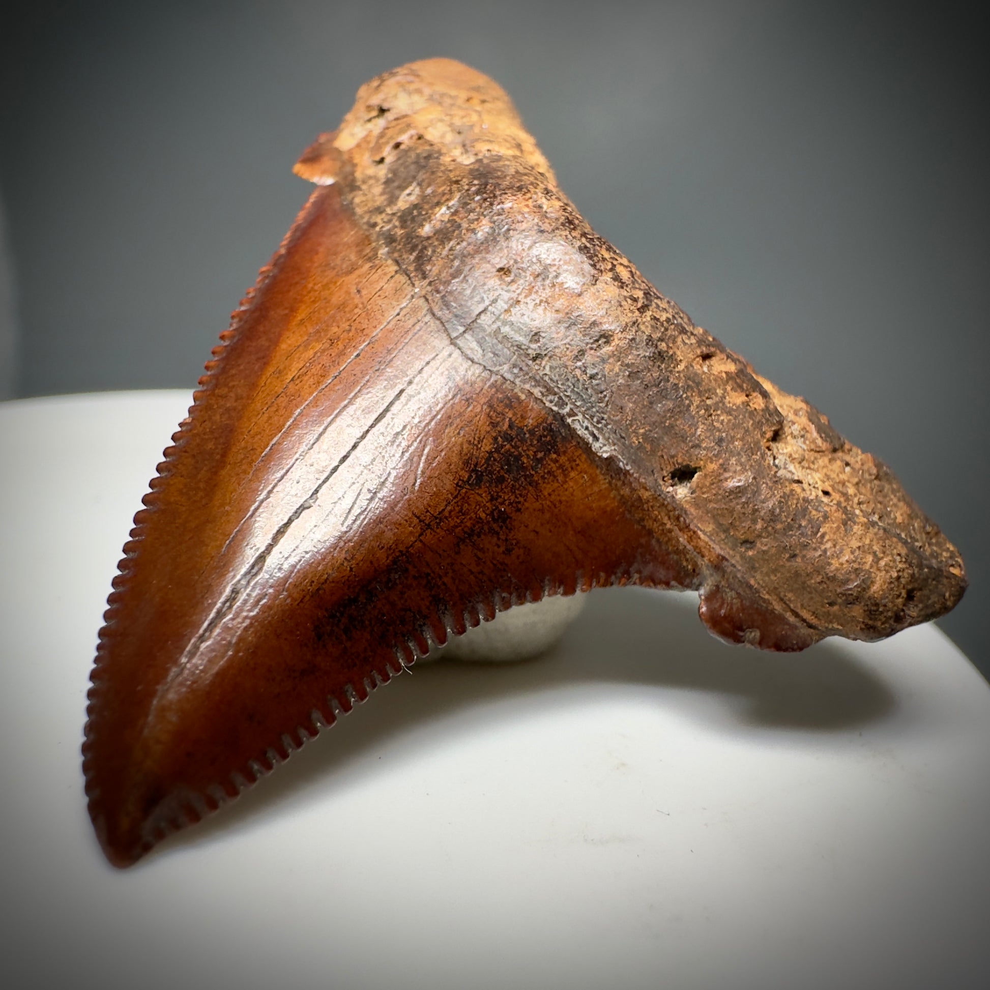 Red/Brown, serrated 1.85" Serrated Fossil Carcharocles angustidens Shark Tooth from South Carolina AN441 - Front Right 2